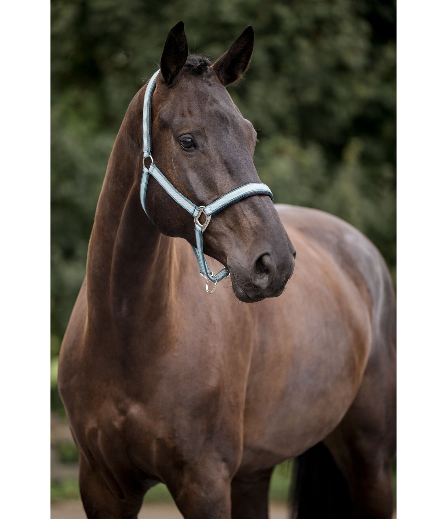 Capezza Swiss Design II