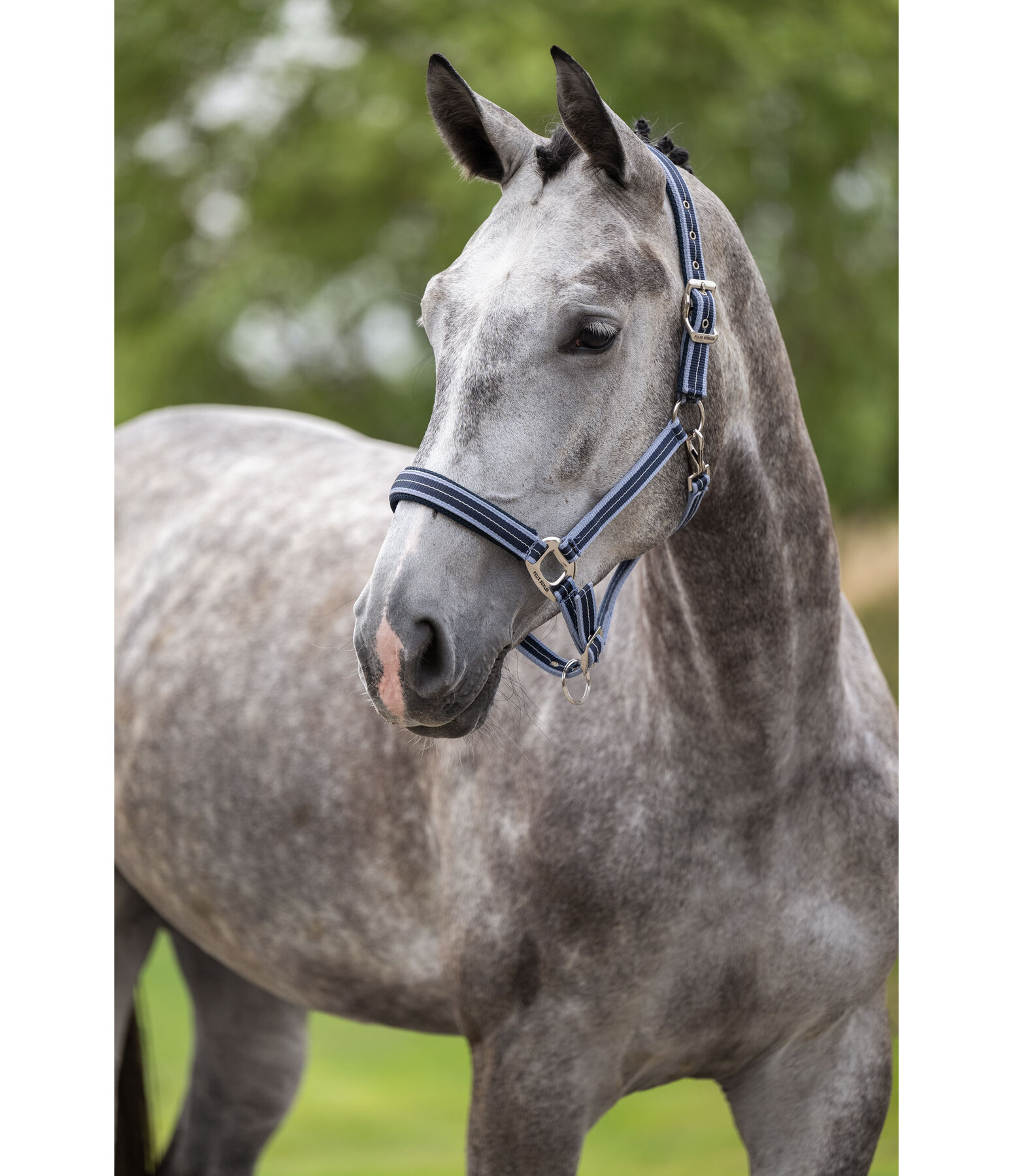 Capezza Swiss Design II