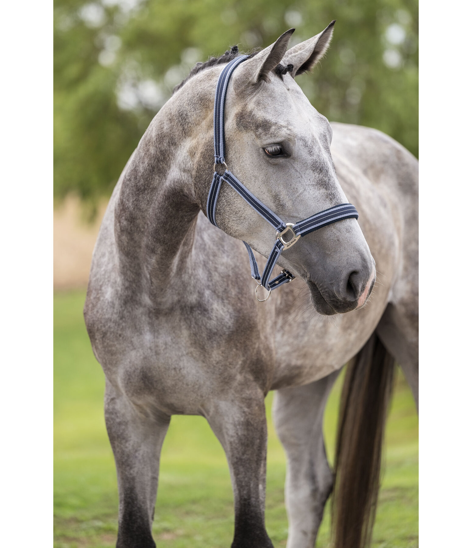 Capezza Swiss Design II