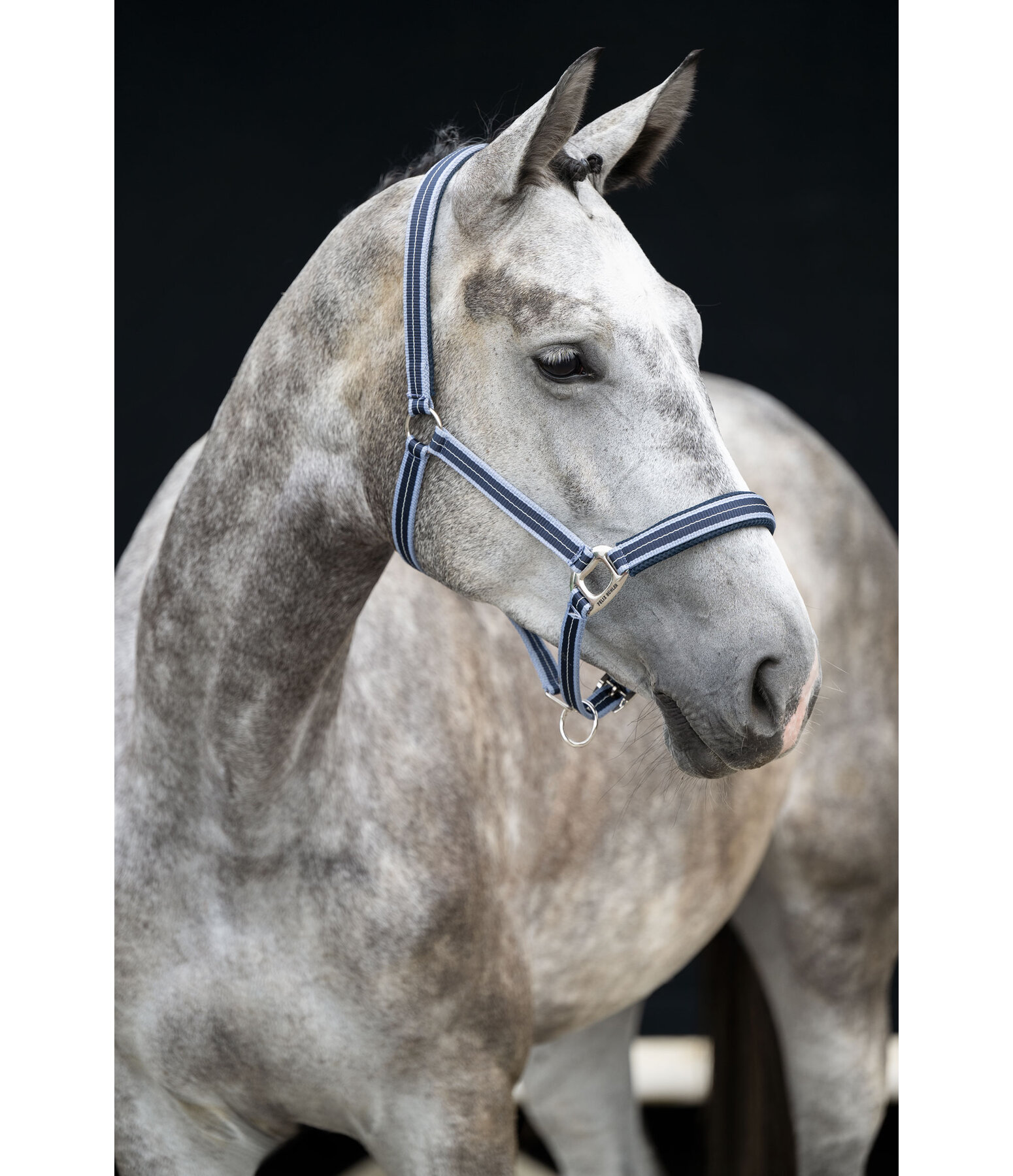 Capezza Swiss Design II