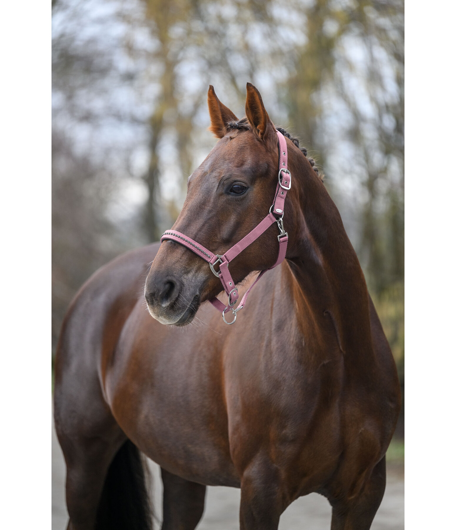 Capezza Twinkle