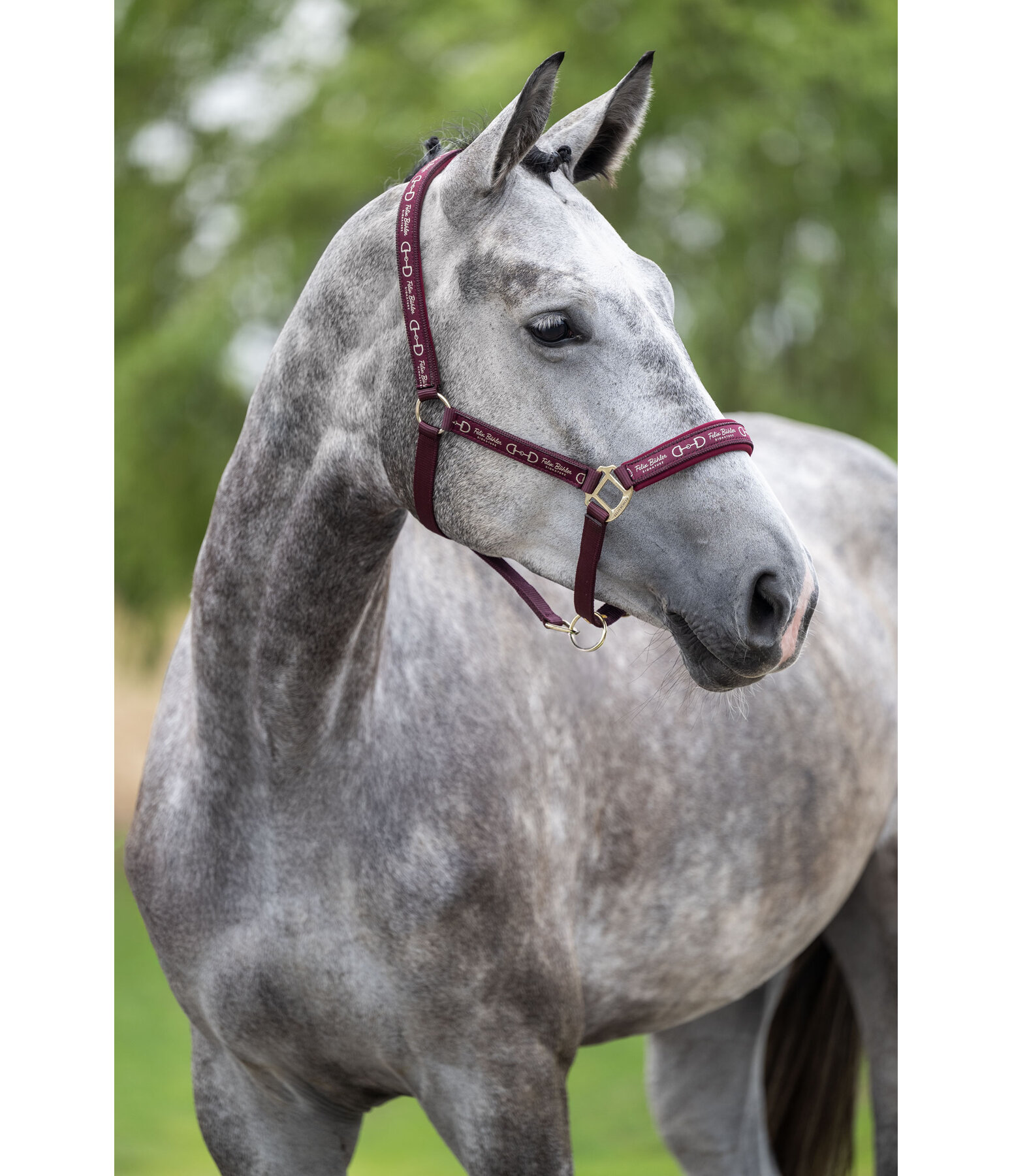 Capezza Signature III