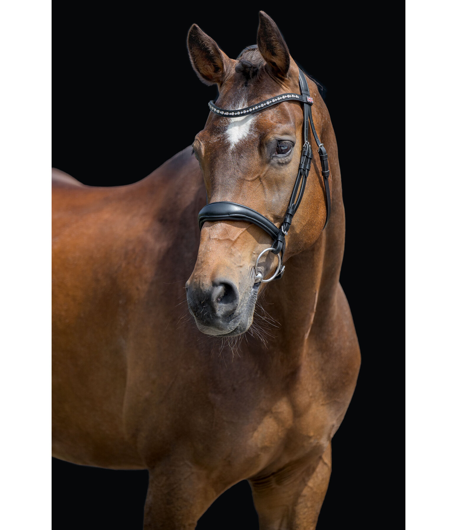 Testiera Alaska con chiudibocca rimovibile