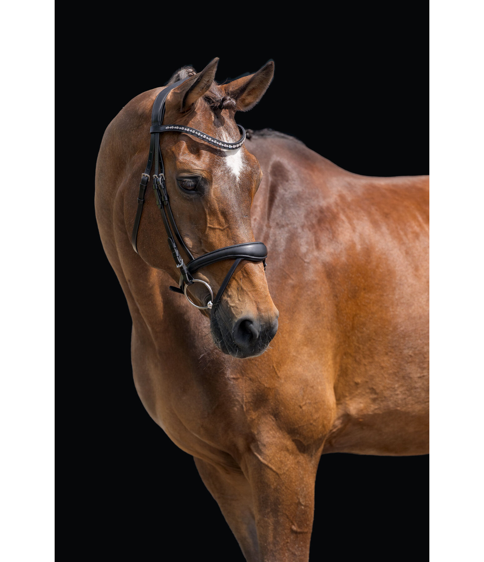 Testiera Alaska con chiudibocca rimovibile