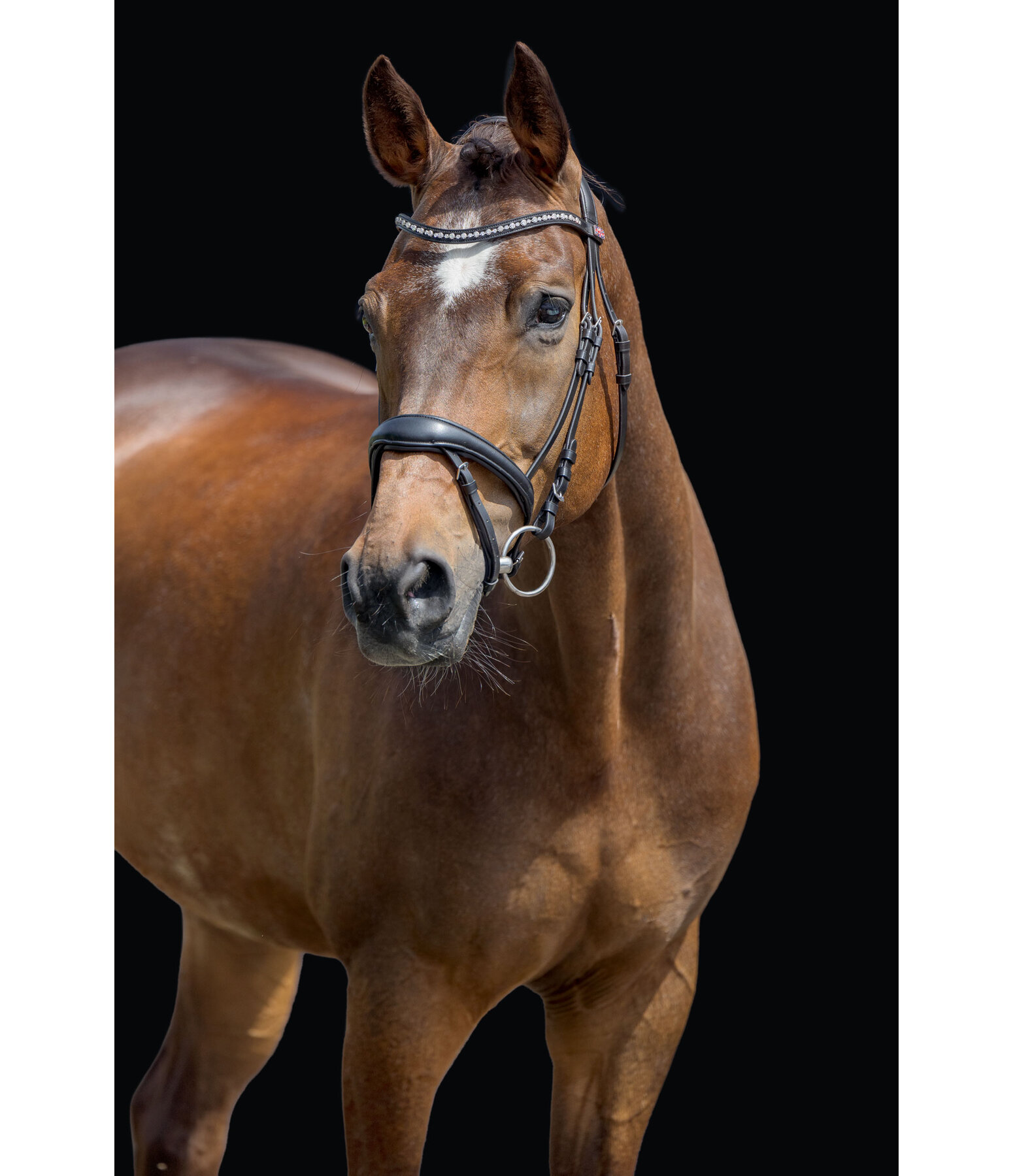 Testiera Alaska con chiudibocca rimovibile