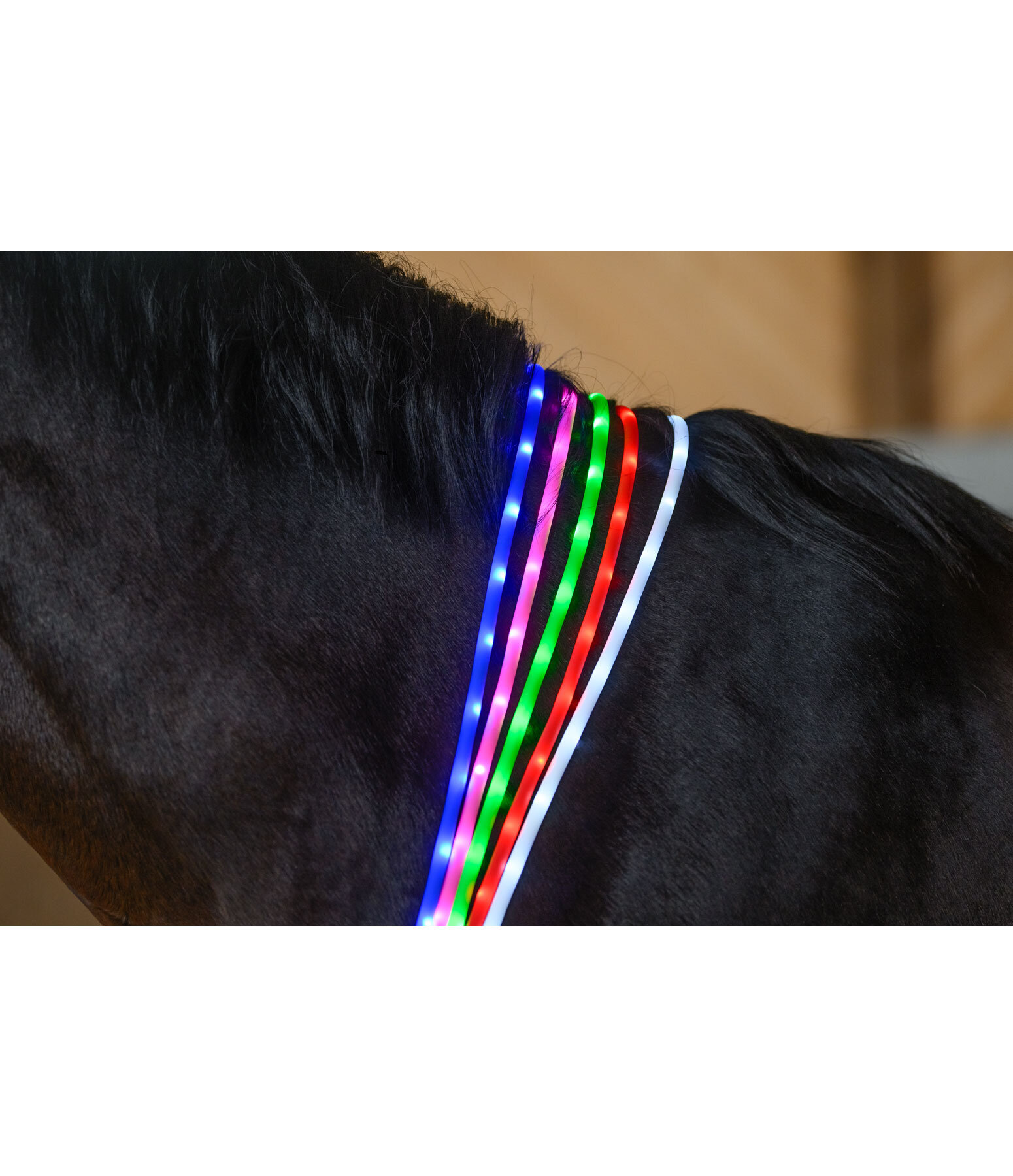 Collare per cavalli con LED