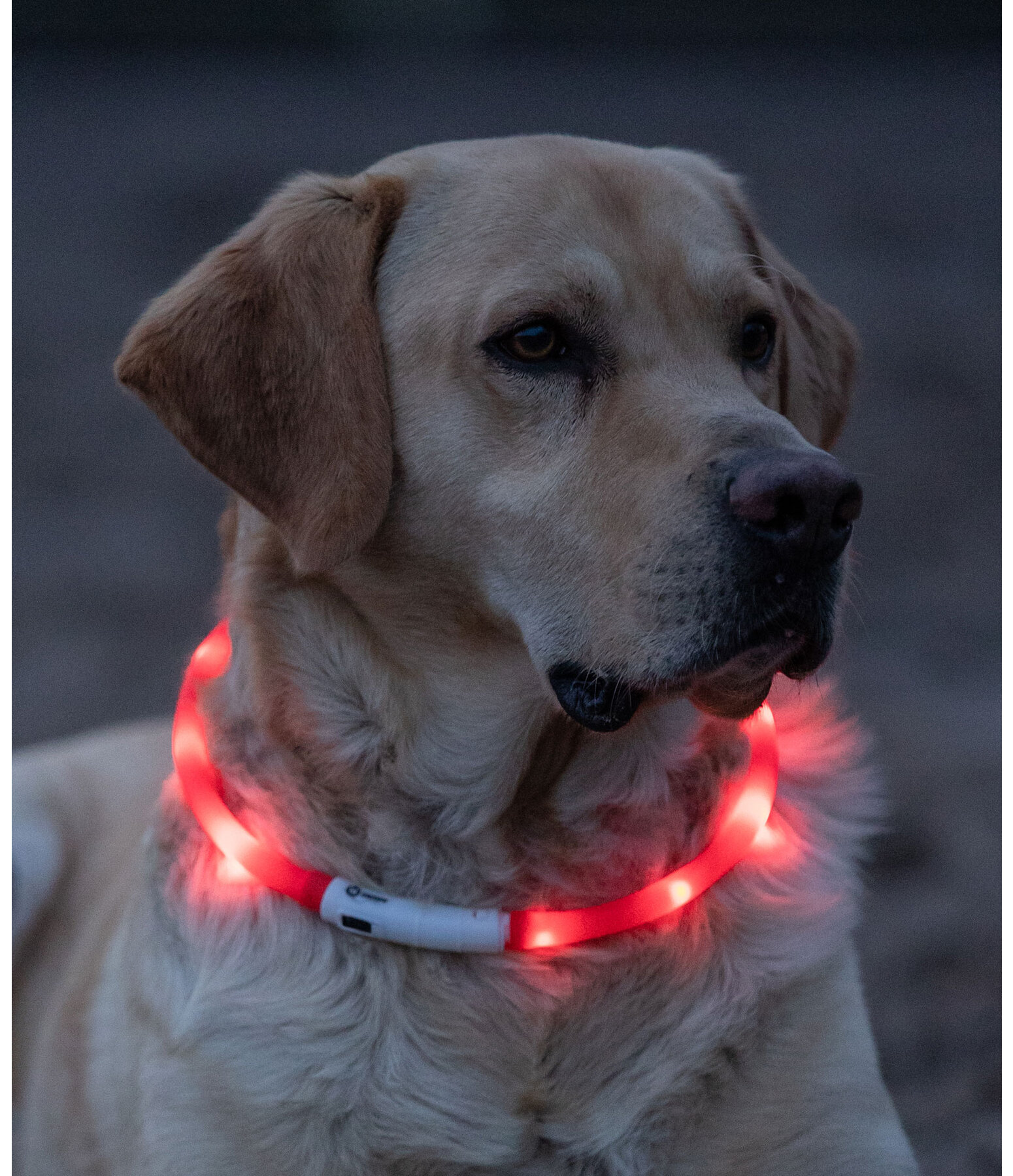 Collare per cani con LED