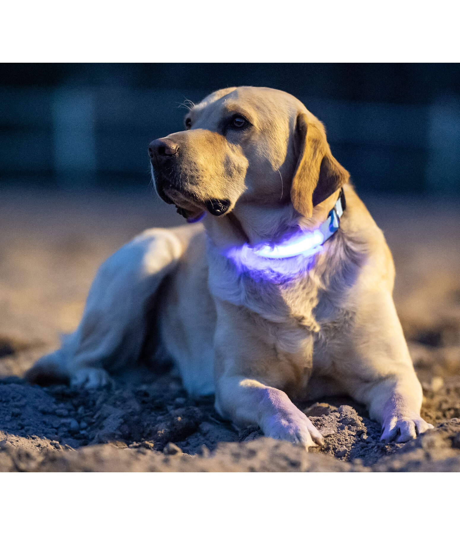 Collare per cani LED Loom