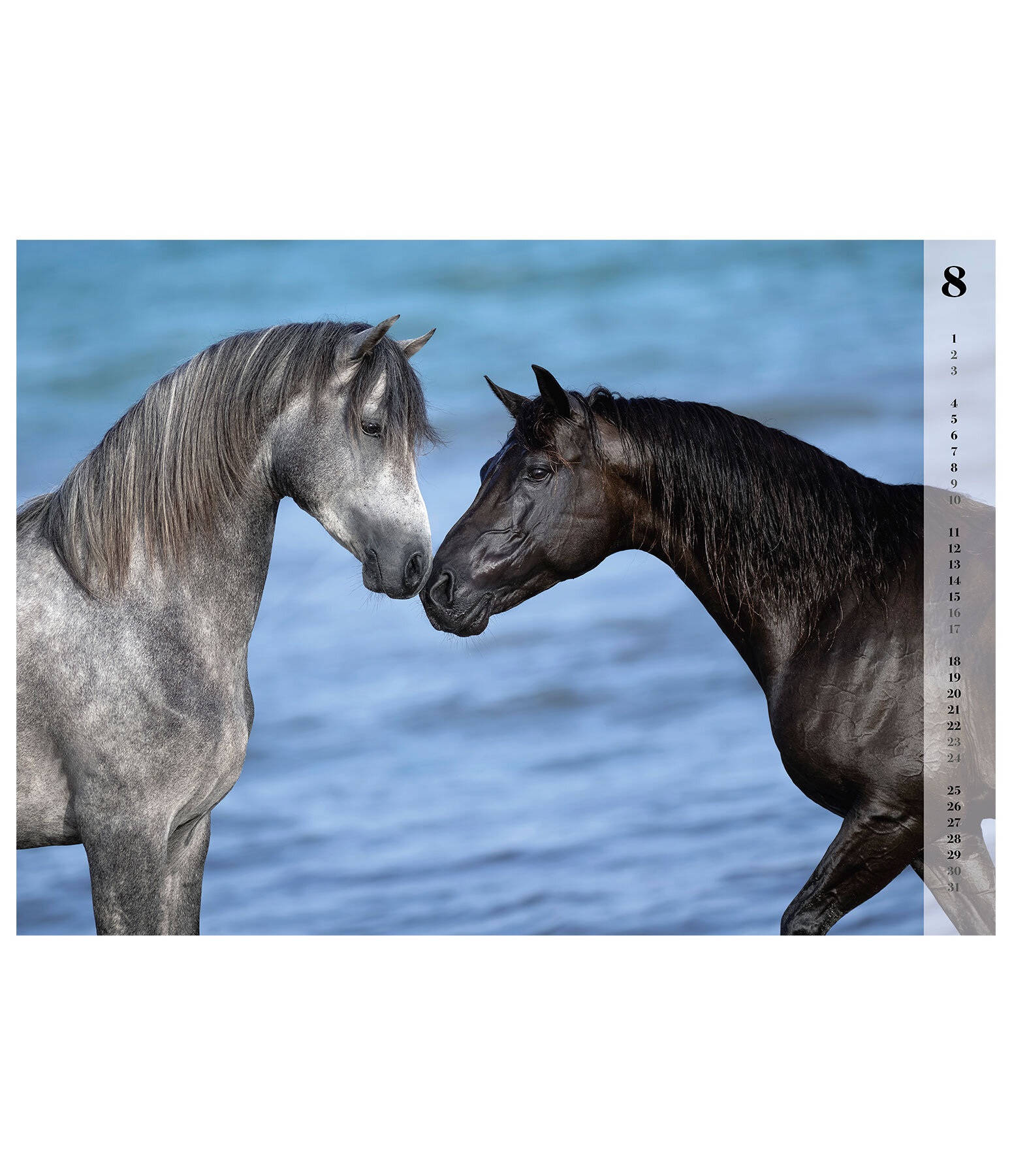 Calendario 2024 Horses Calendari Kramer Equitazione