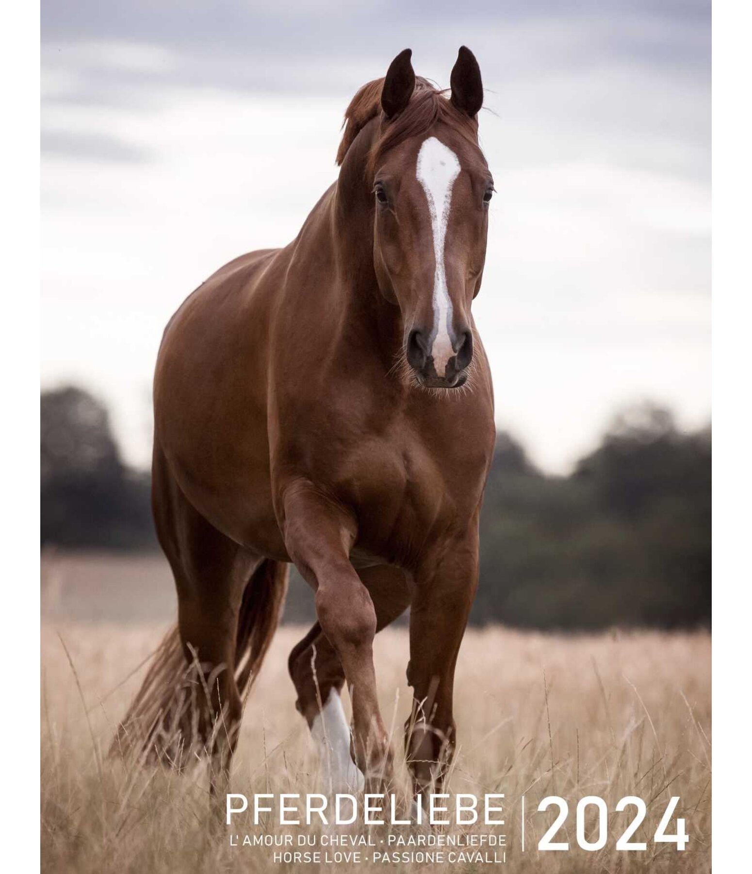Calendario 2024 passione cavalli