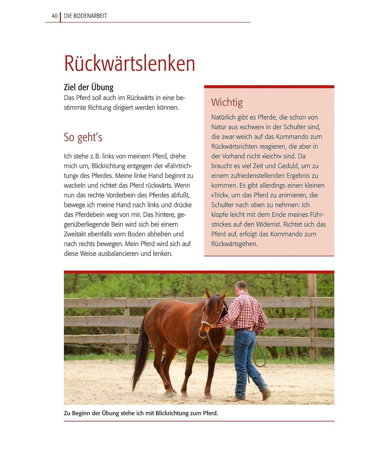 Basistraining für Pferde