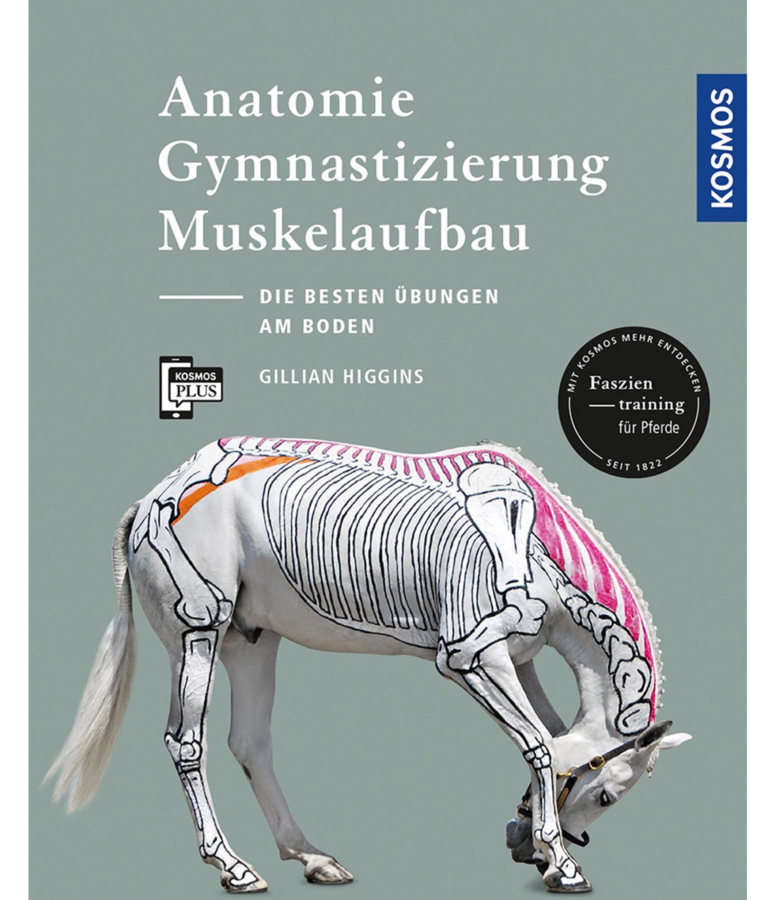 Anatomie, Gymnastizierung, Muskelaufbau