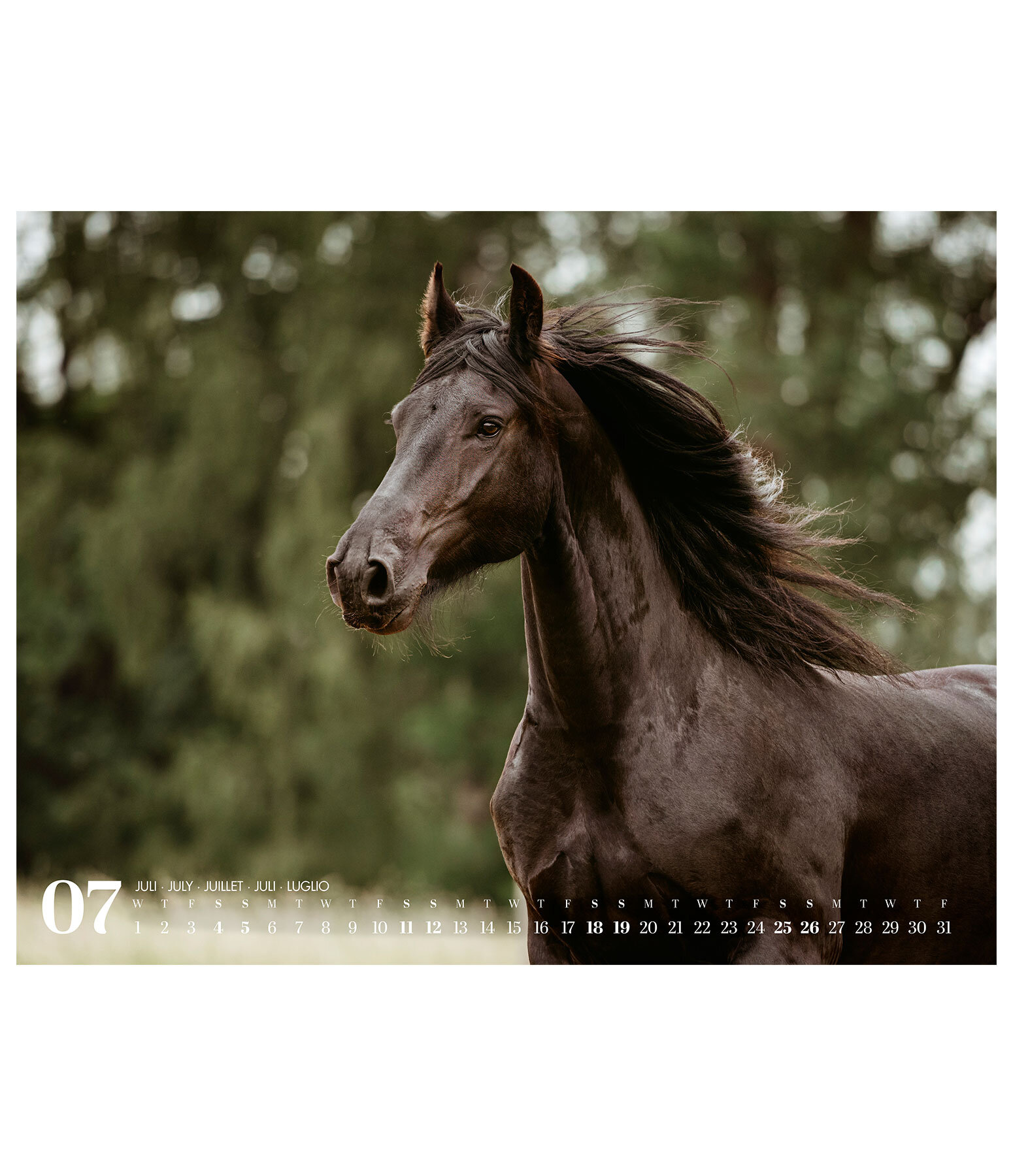 Calendario 2026 cavalli frisoni