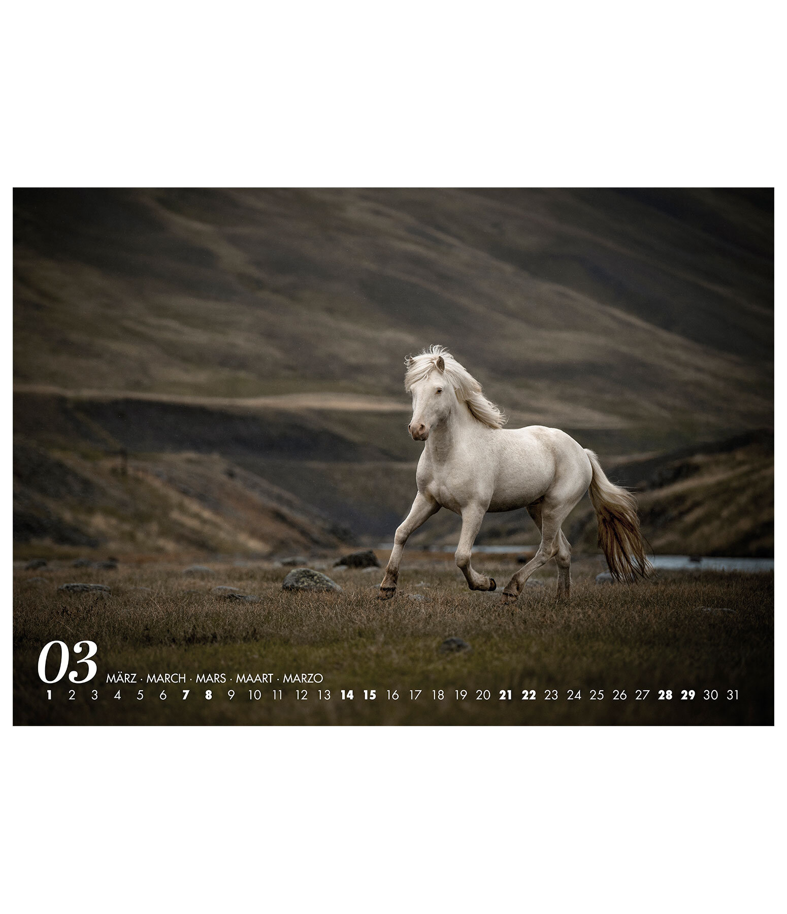 Calendario 2026 cavalli islandesi