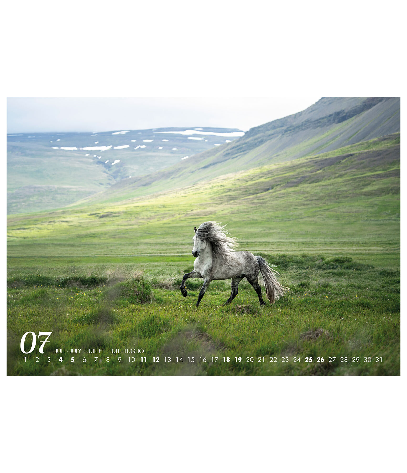 Calendario 2026 cavalli islandesi