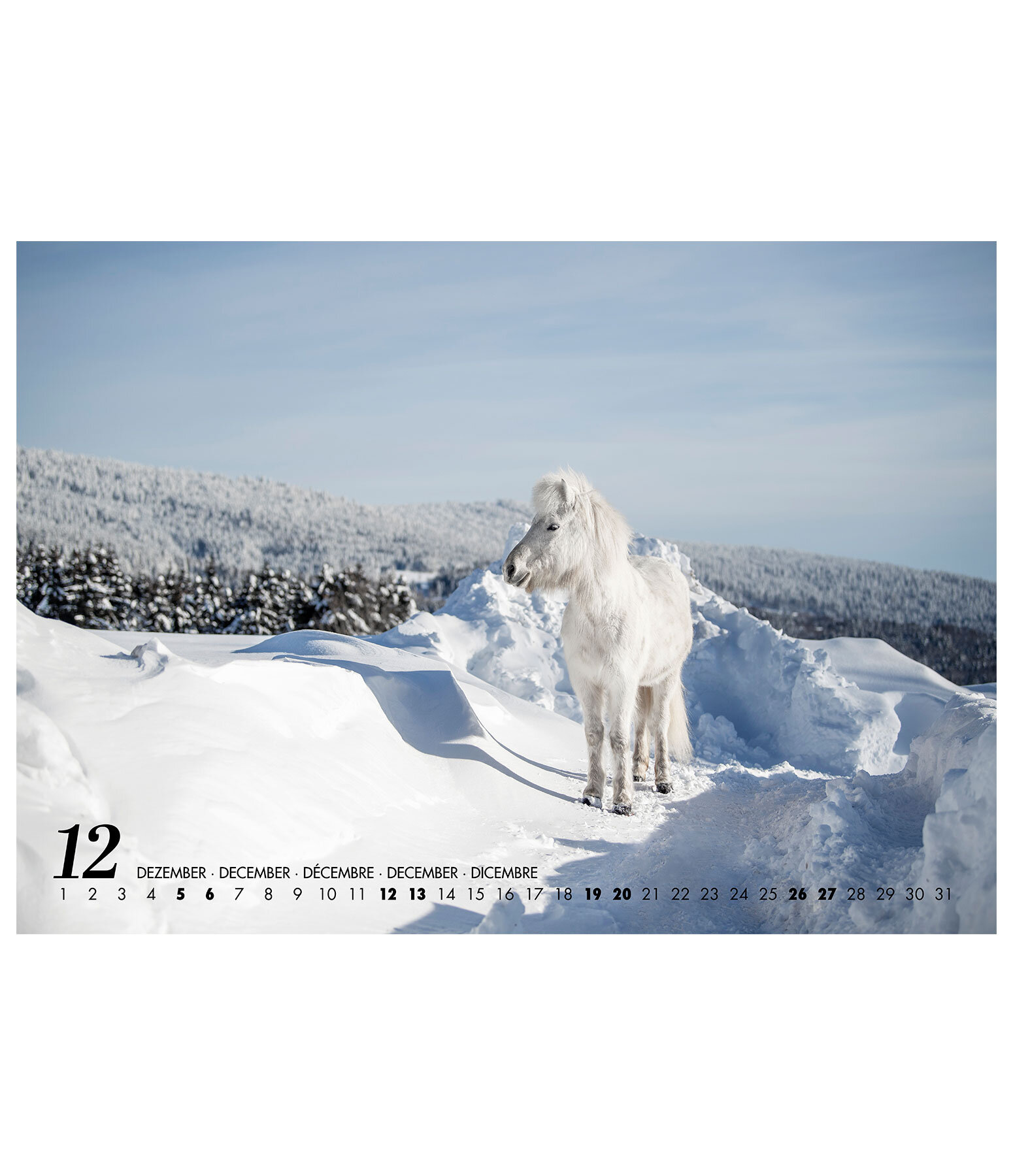Calendario 2026 cavalli islandesi