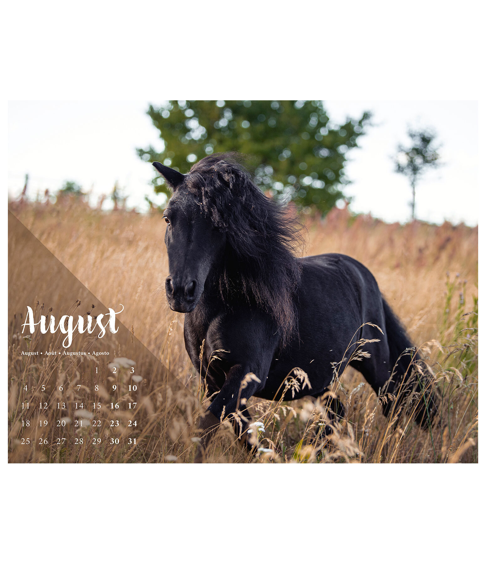 Calendario 2026  Pony