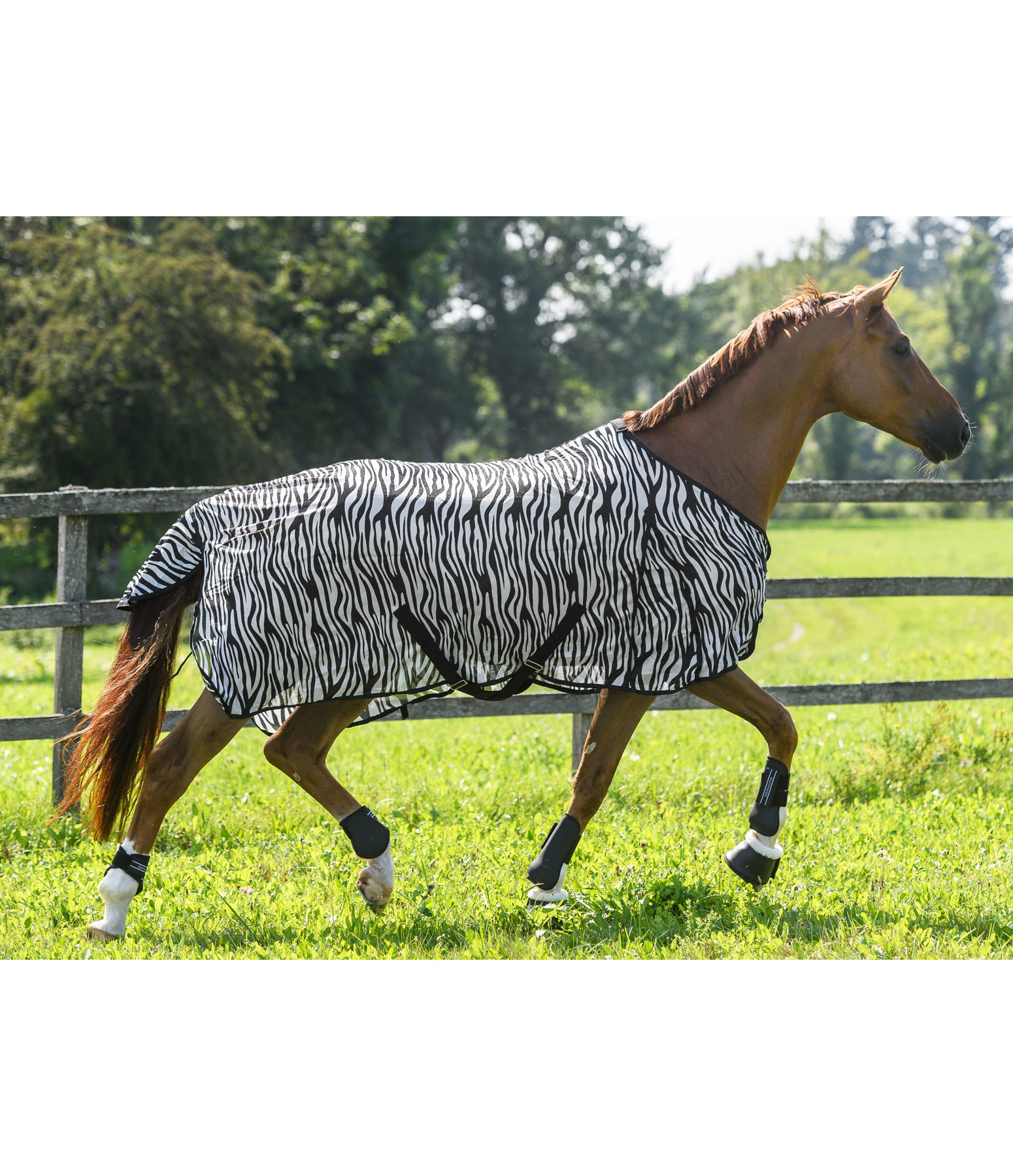 Coperta antimosche Zebra