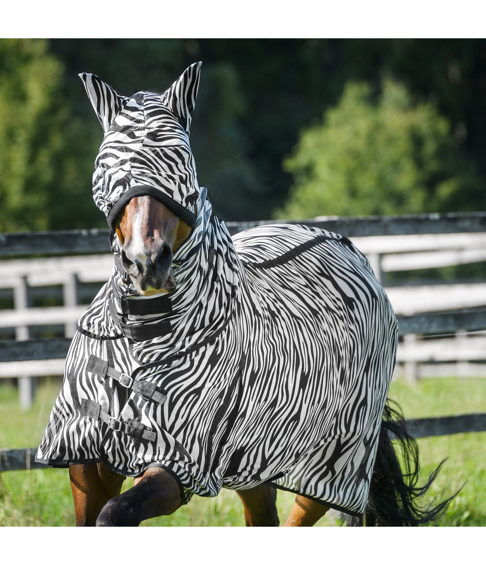 Maschera antimosche Zebra