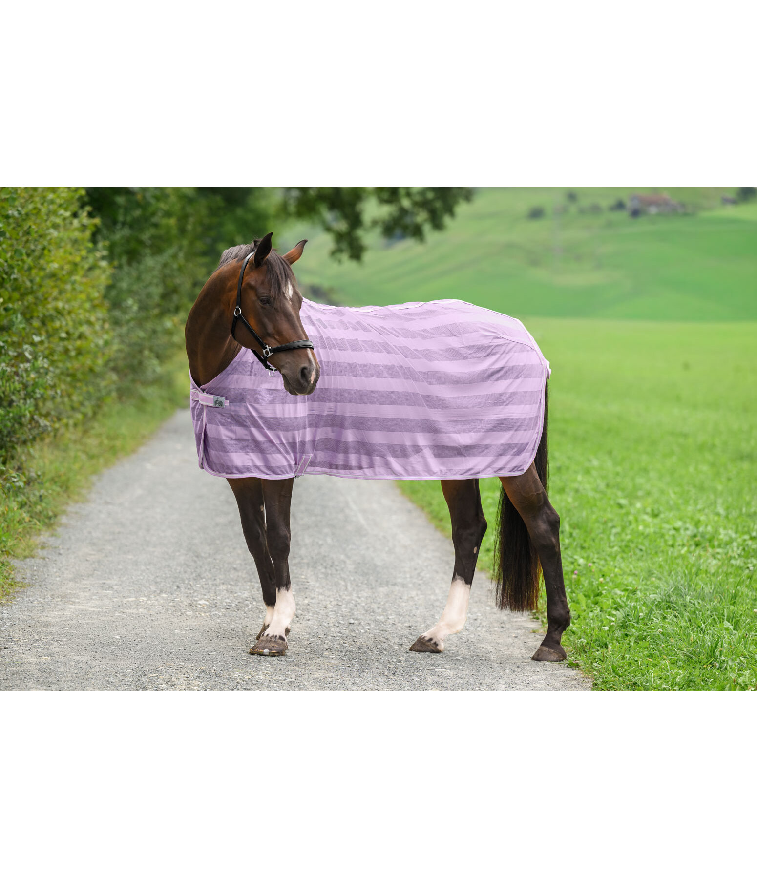 Coperta antimosche Economy Light