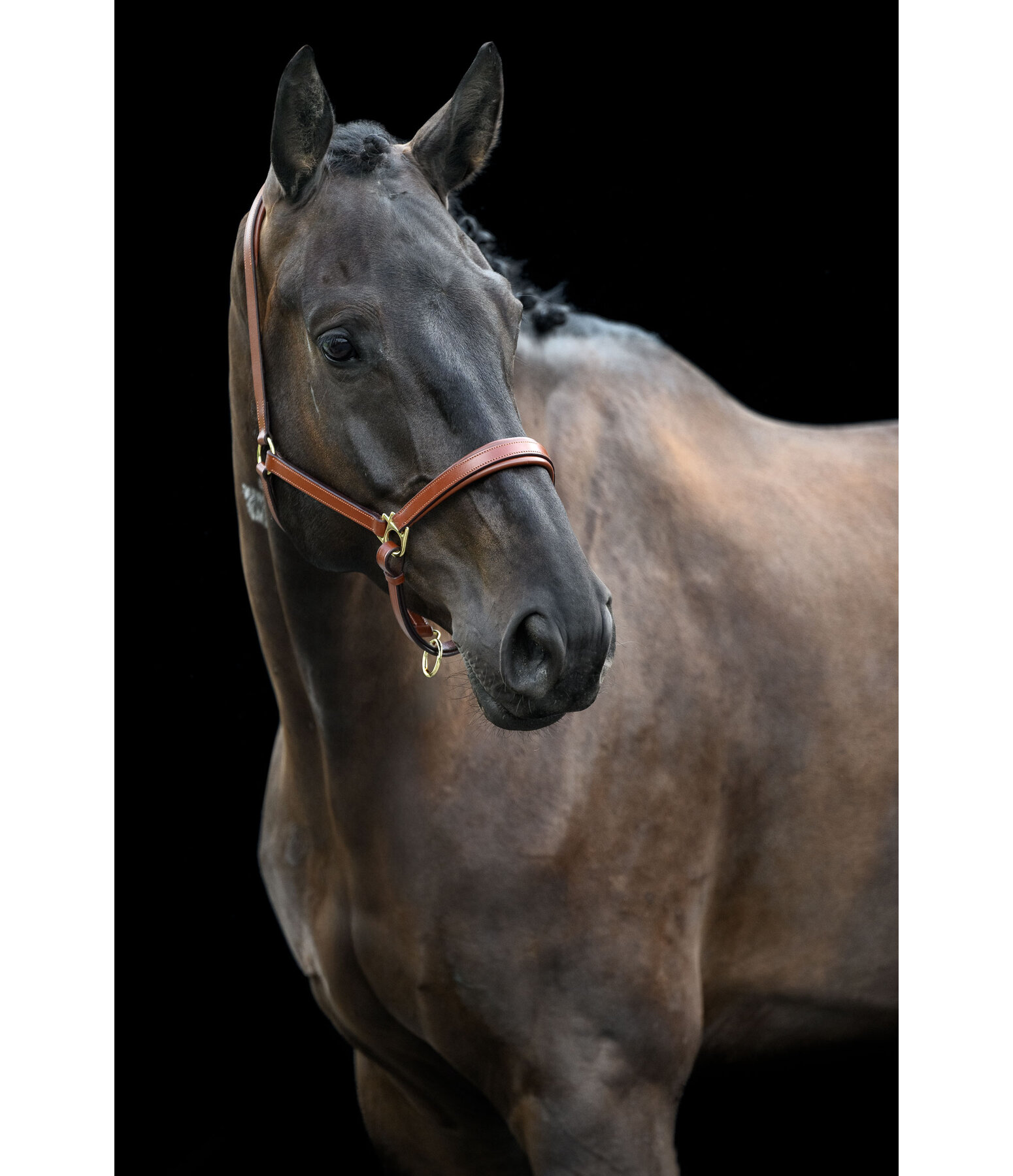 Capezza in cuoio Siri