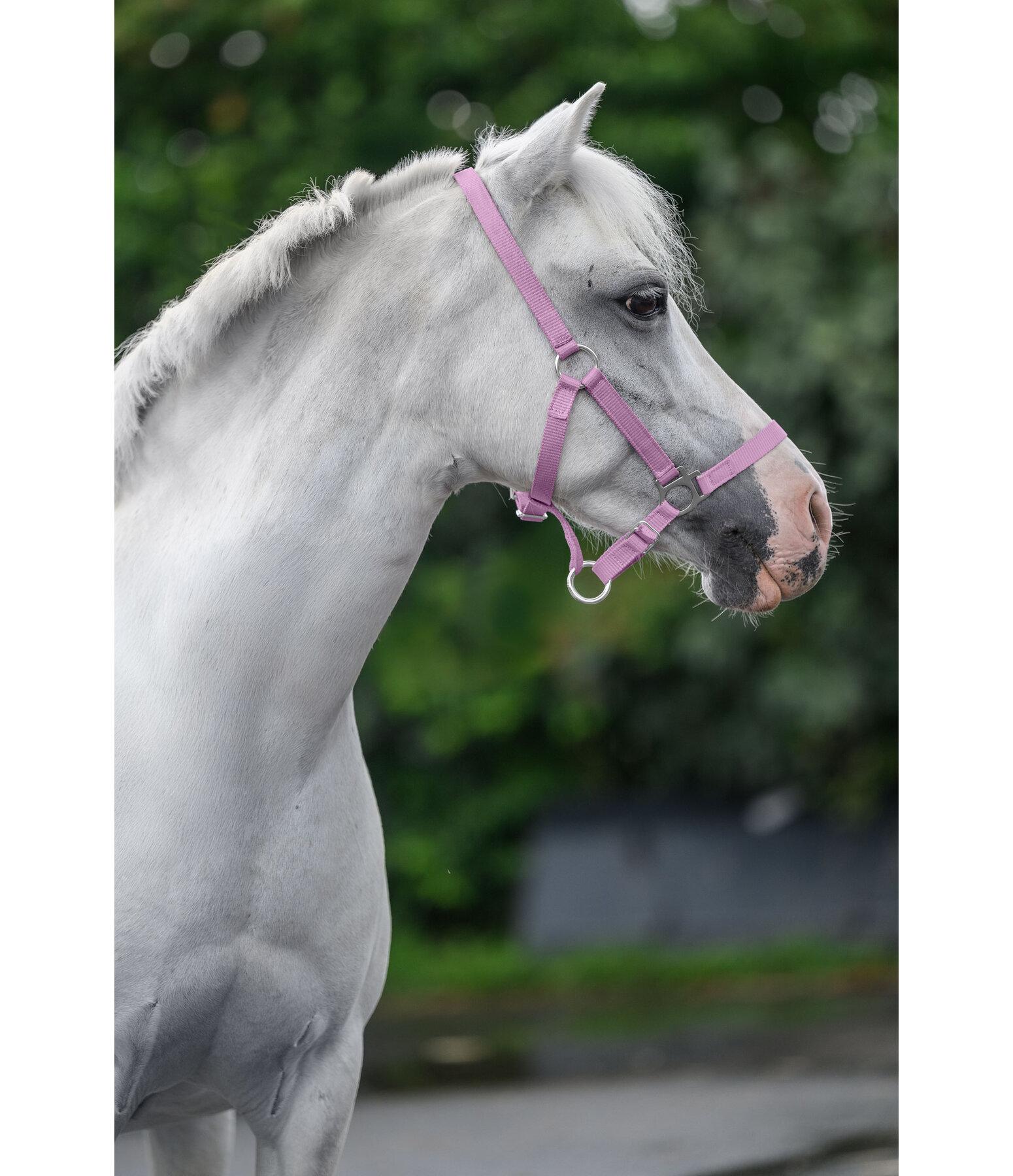 Capezza per puledri e Shetland Grow With You