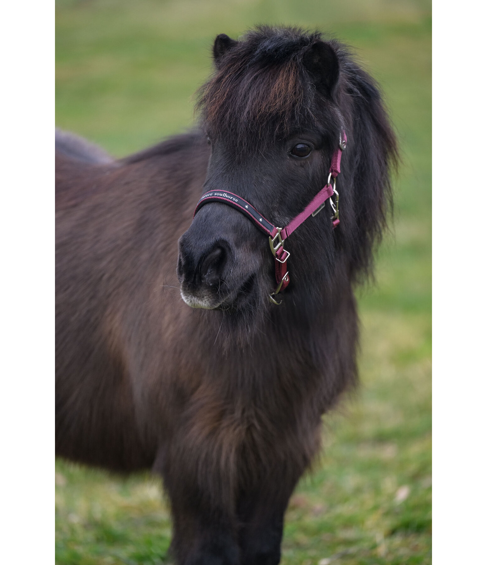 Capezza per puledri e Shetland Future Star