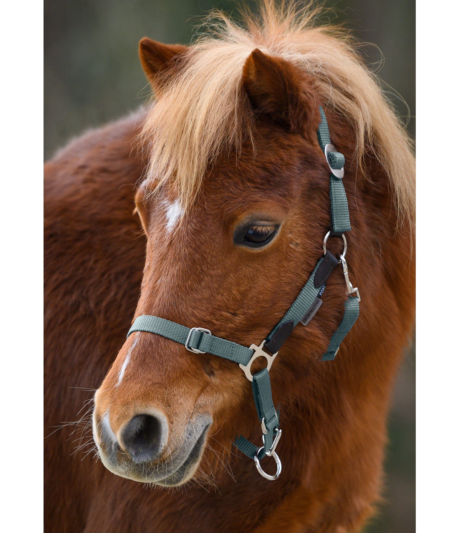 Capezza puledri e Shetland Katy