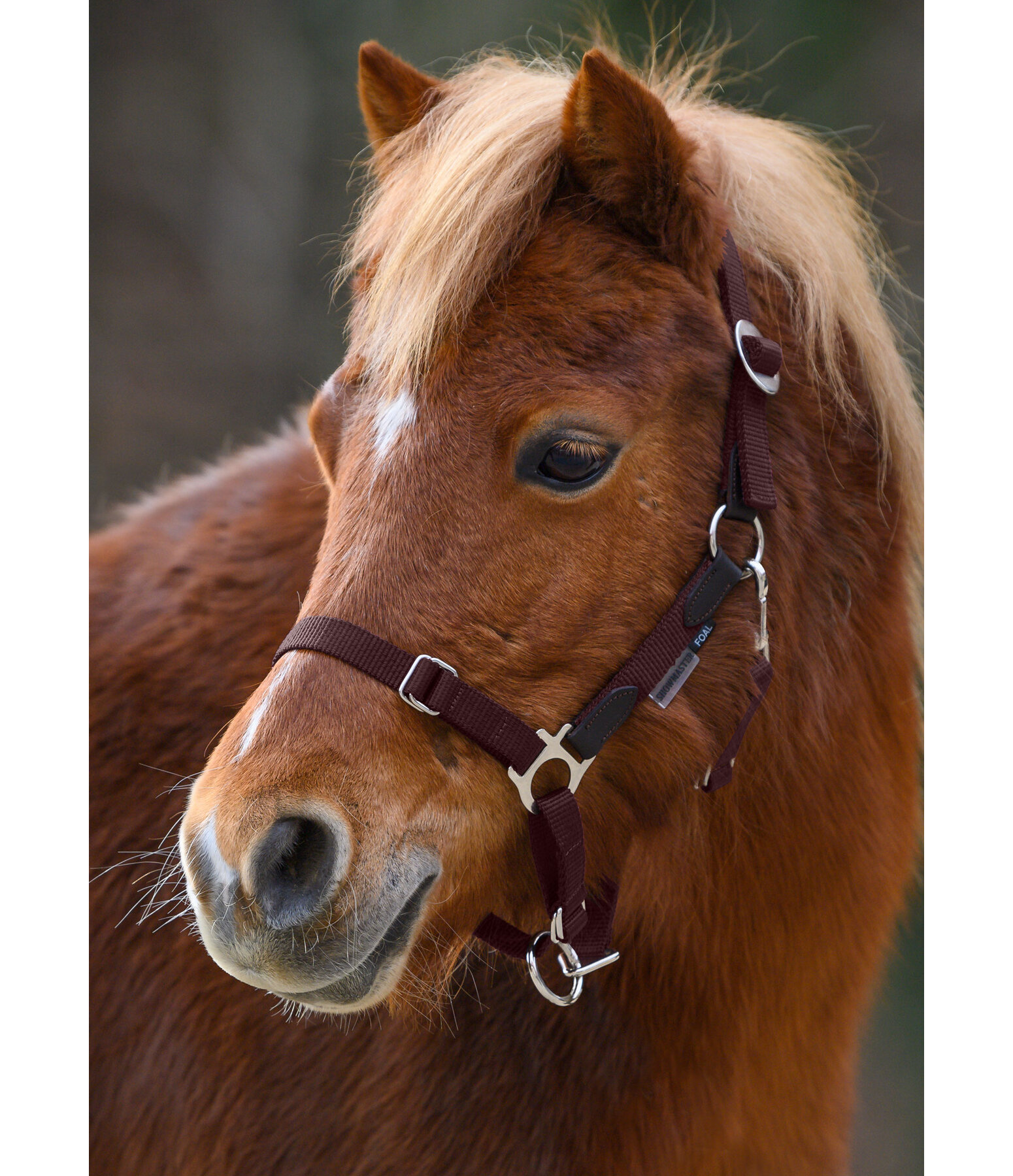 Capezza puledri e Shetland Katy