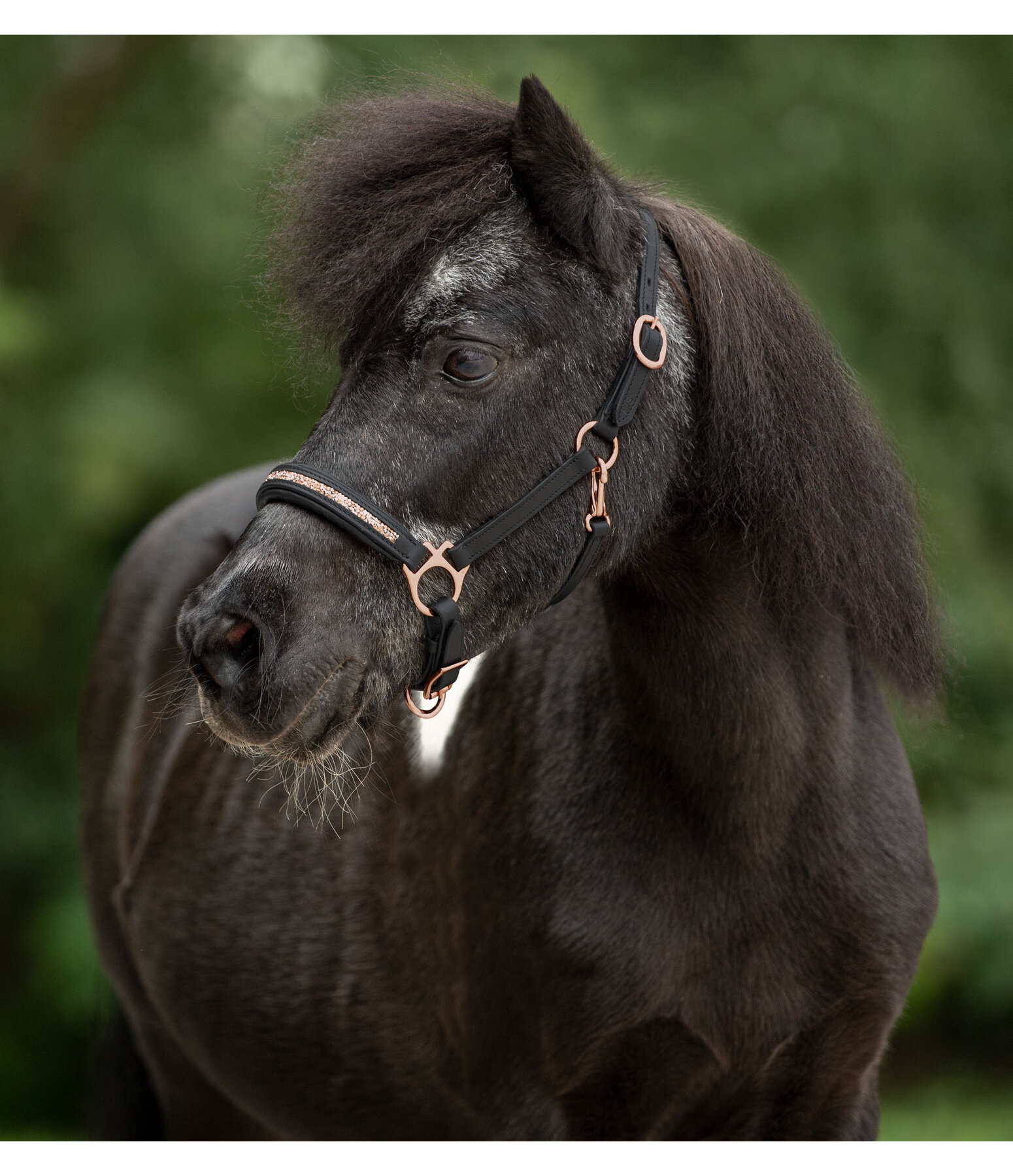 Capezza puledri e Shetland Little Rosy