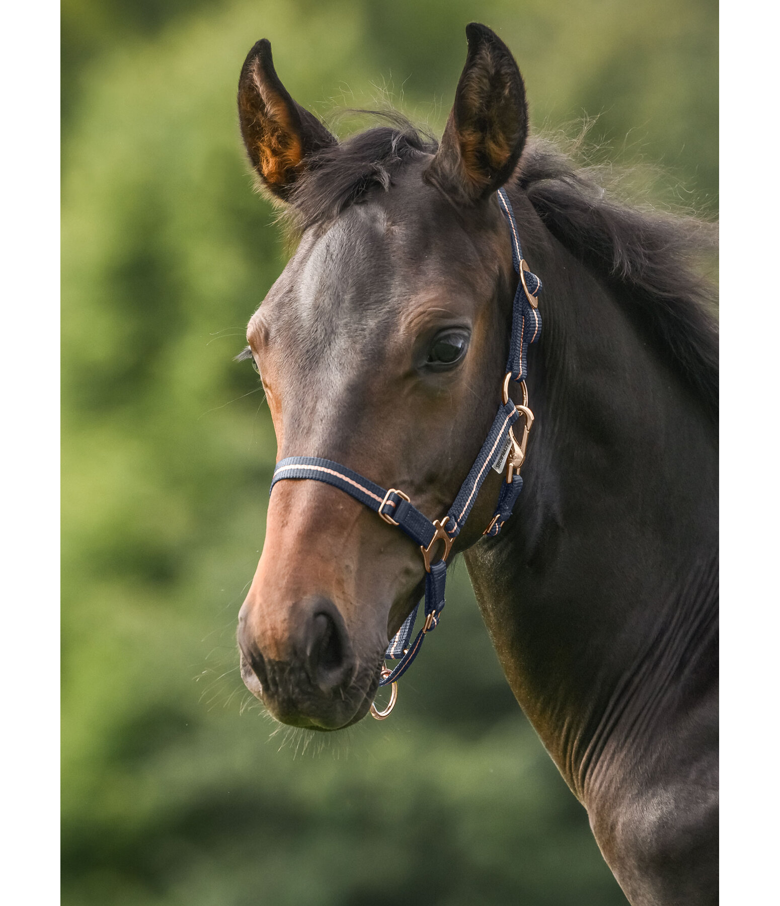 Capezza per puledri e Shetland Shimmering