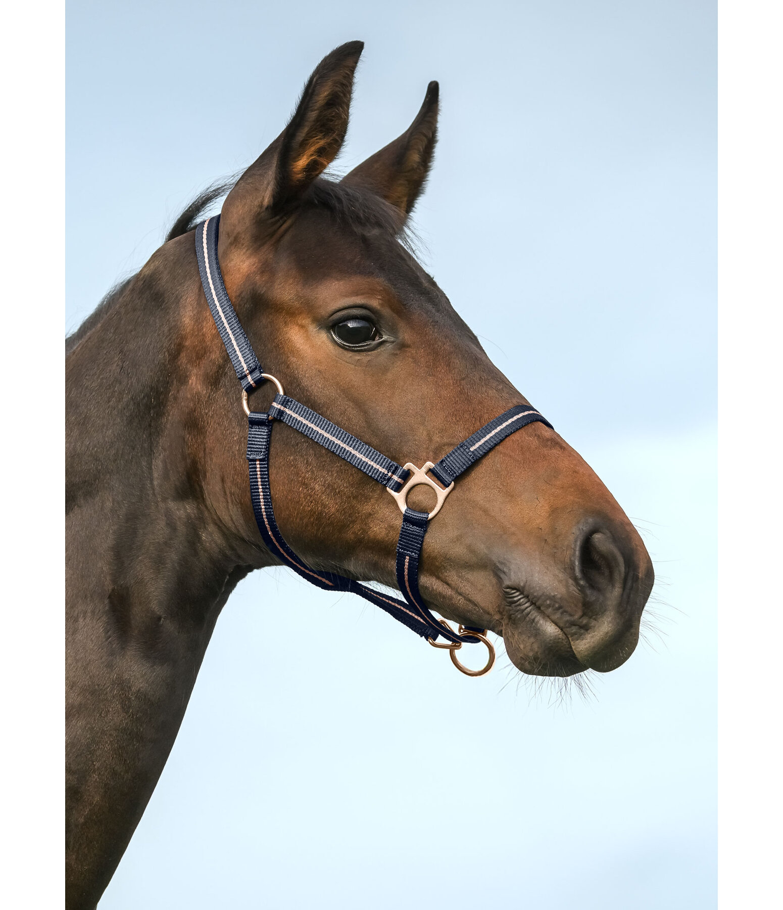 Capezza per puledri e Shetland Shimmering