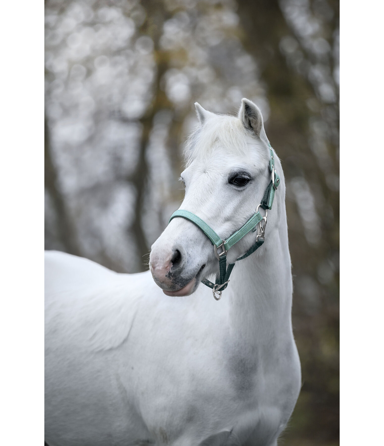 Capezza per puledri e Shetland Twinkle