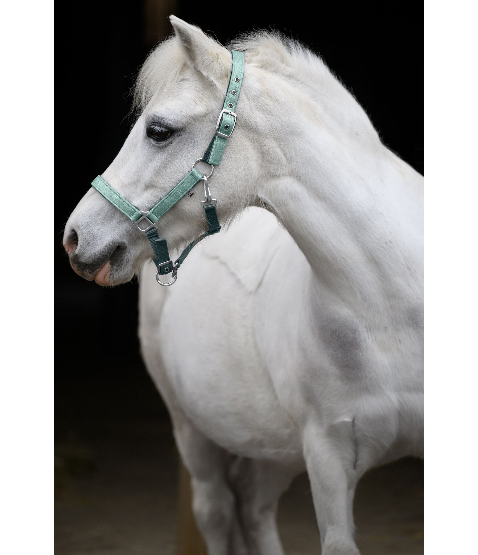 Capezza per puledri e Shetland Twinkle
