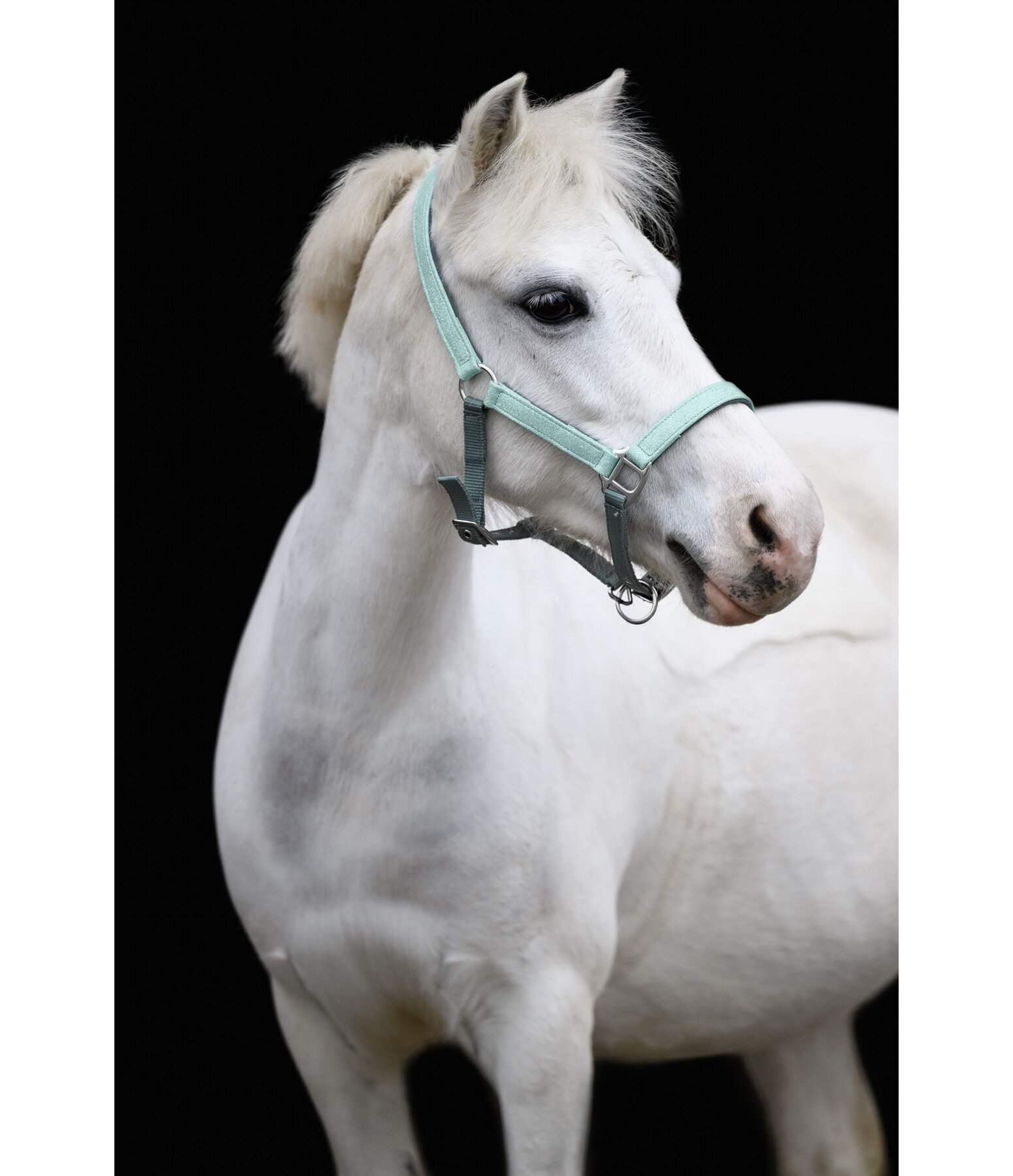 Capezza per puledri e Shetland Twinkle