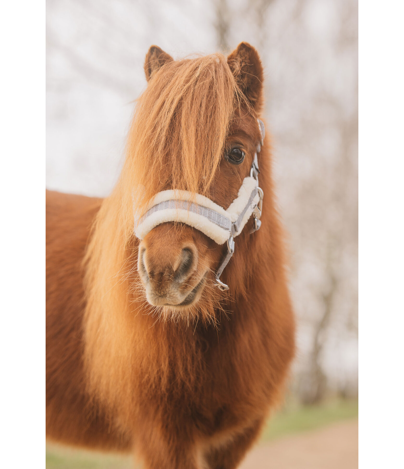 Capezza per puledri e Shetland Shine