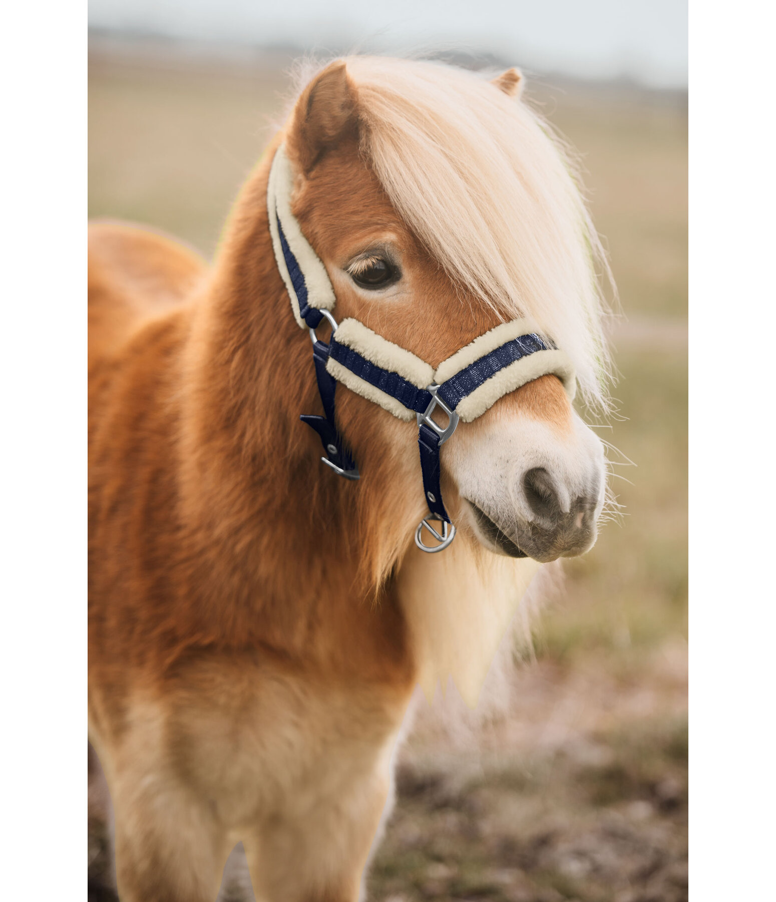 Capezza per puledri e Shetland Shine