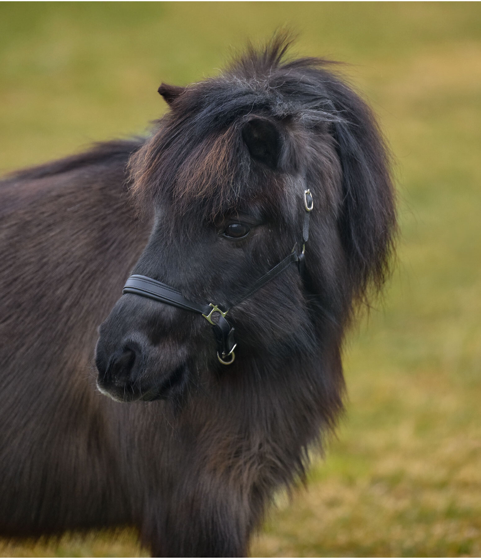 SHOWMASTER Capezza in cuoio per puledri e Shetland Siri