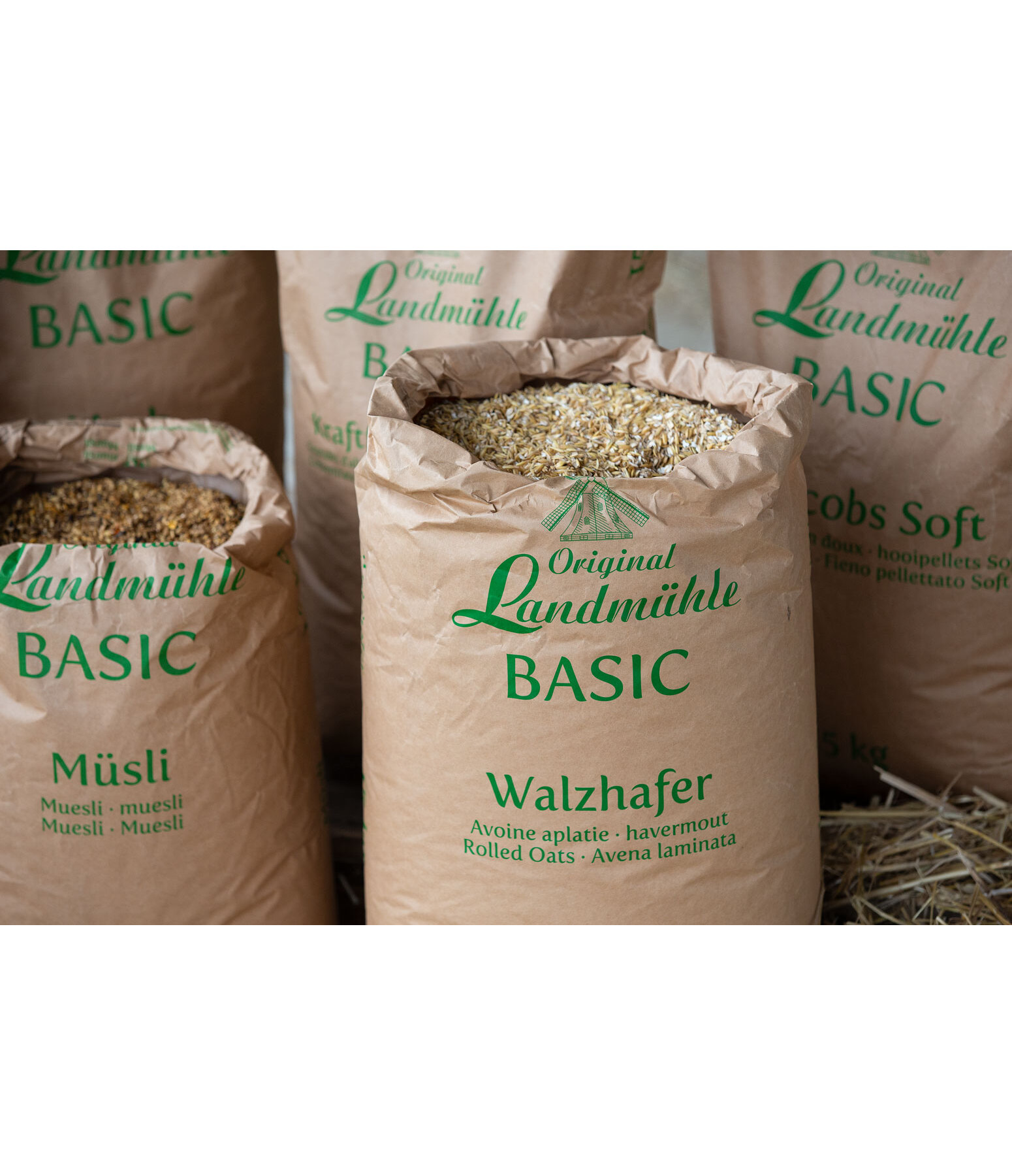 BASIC Avena laminata