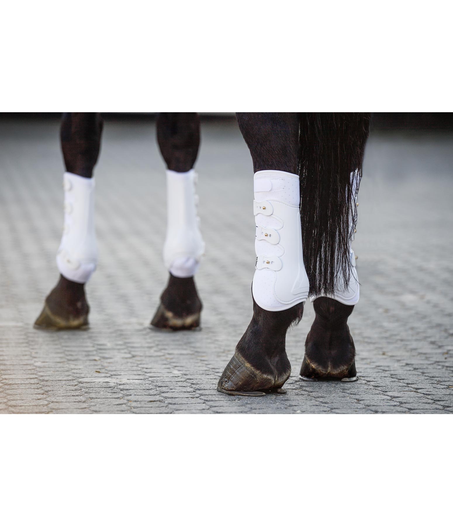 Stinchiere da dressage Perfect Protection, posteriori