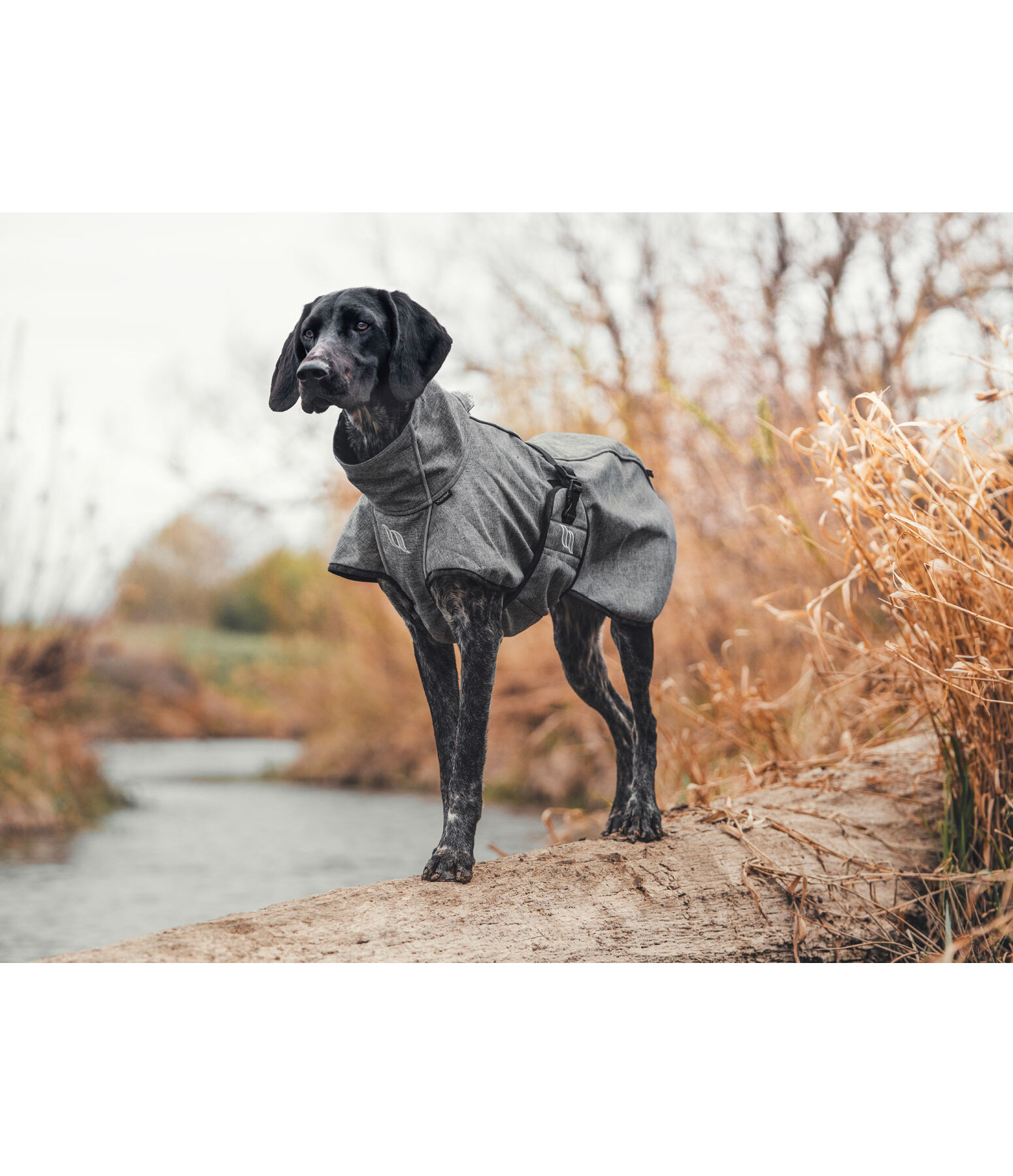 Cappotto All-Round per cani in softshell Bark, 0 g