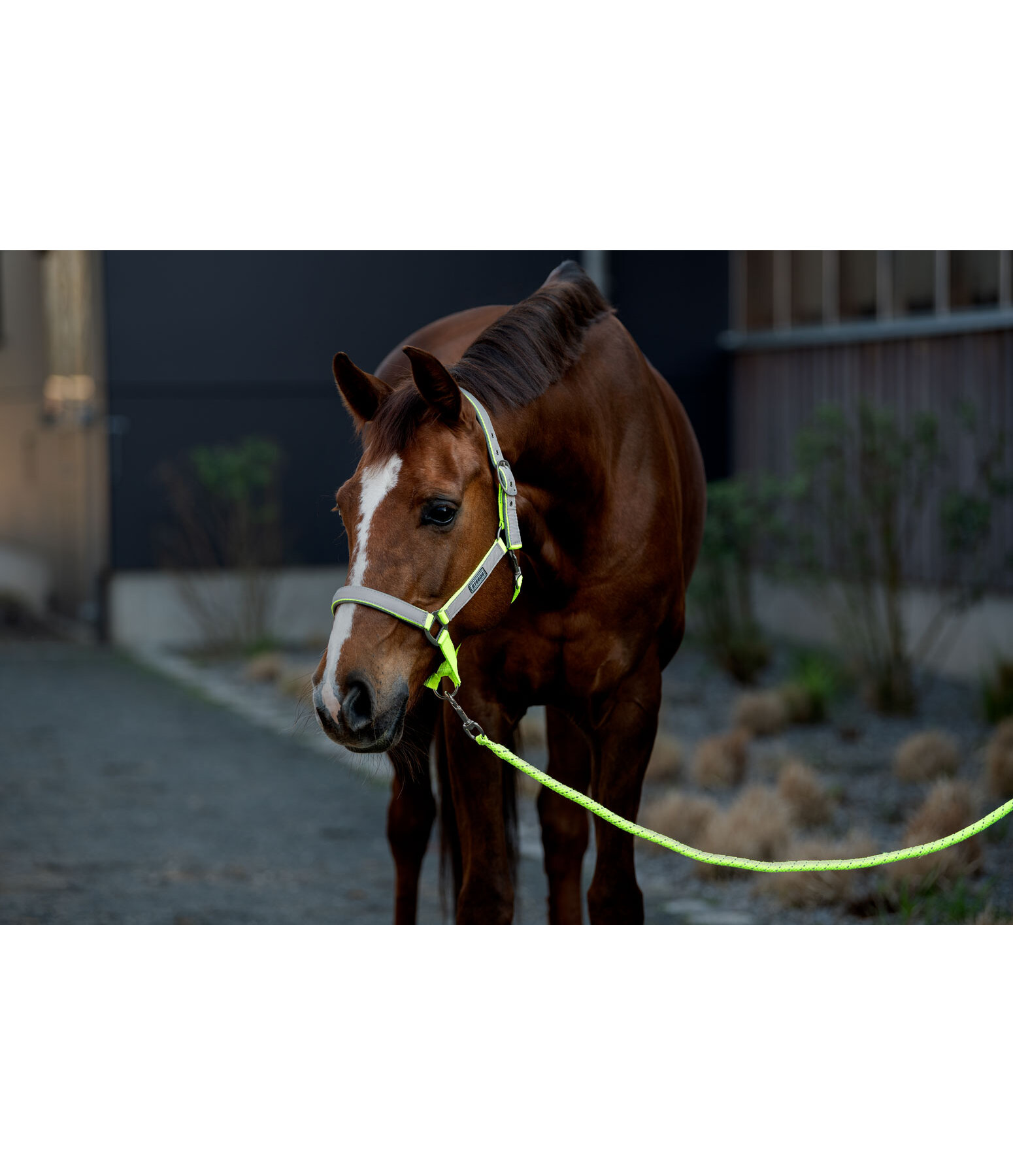 Longhina Shiny con moschettone classico