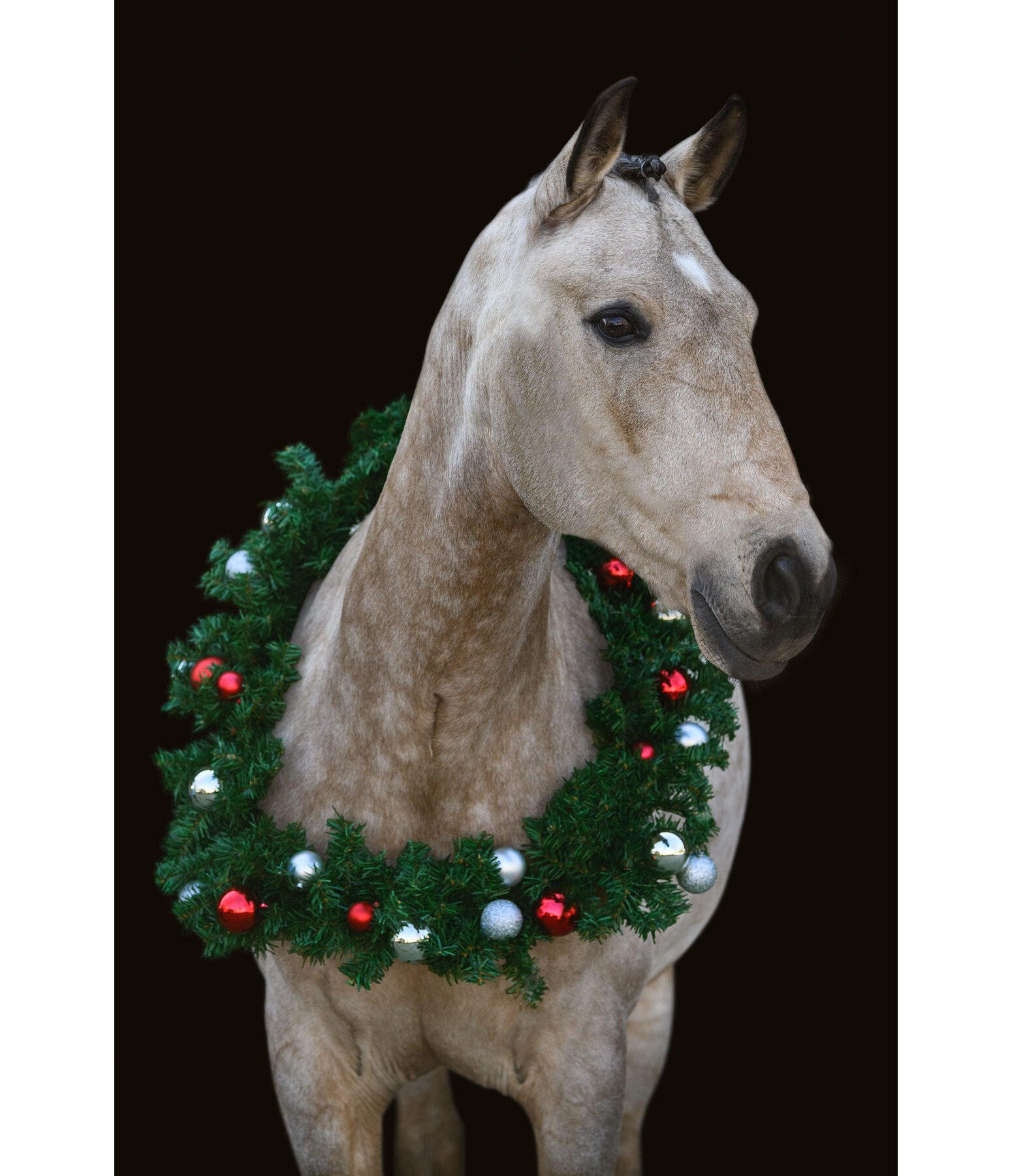 Corona natalizia per cavalli Christmas Collection Pro