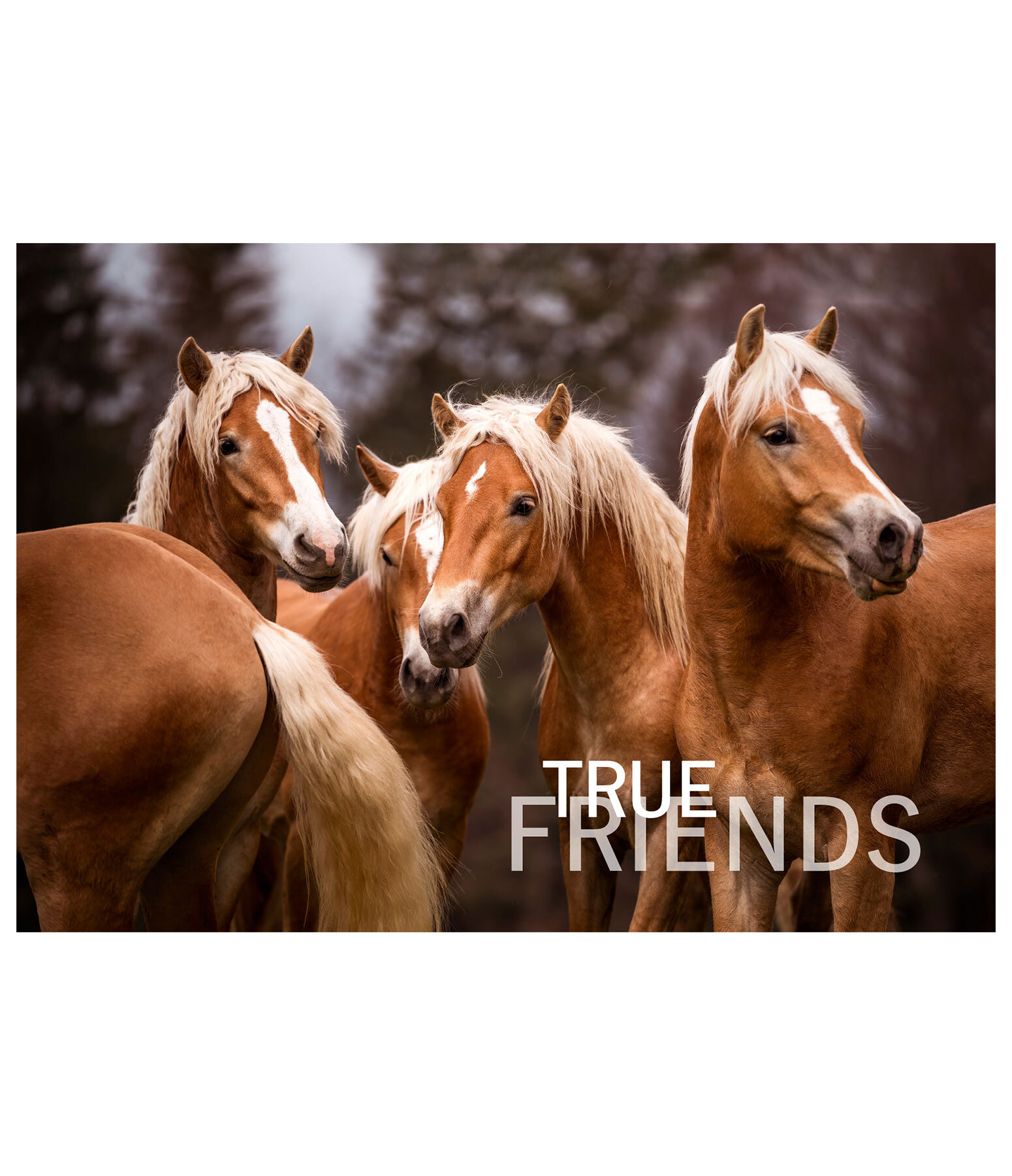 Cartolina True Friends