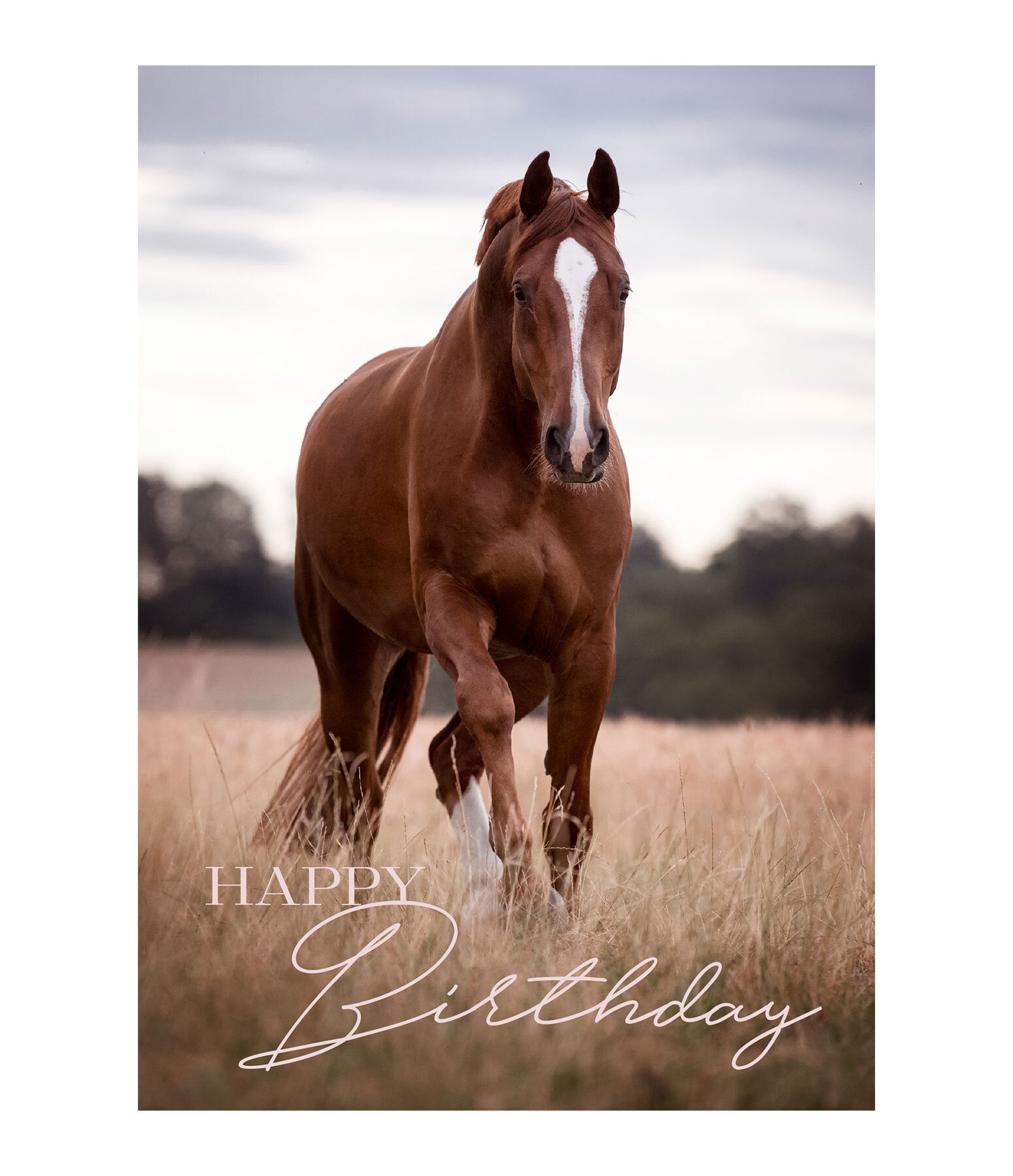 Cartolina Happy Birthday IV