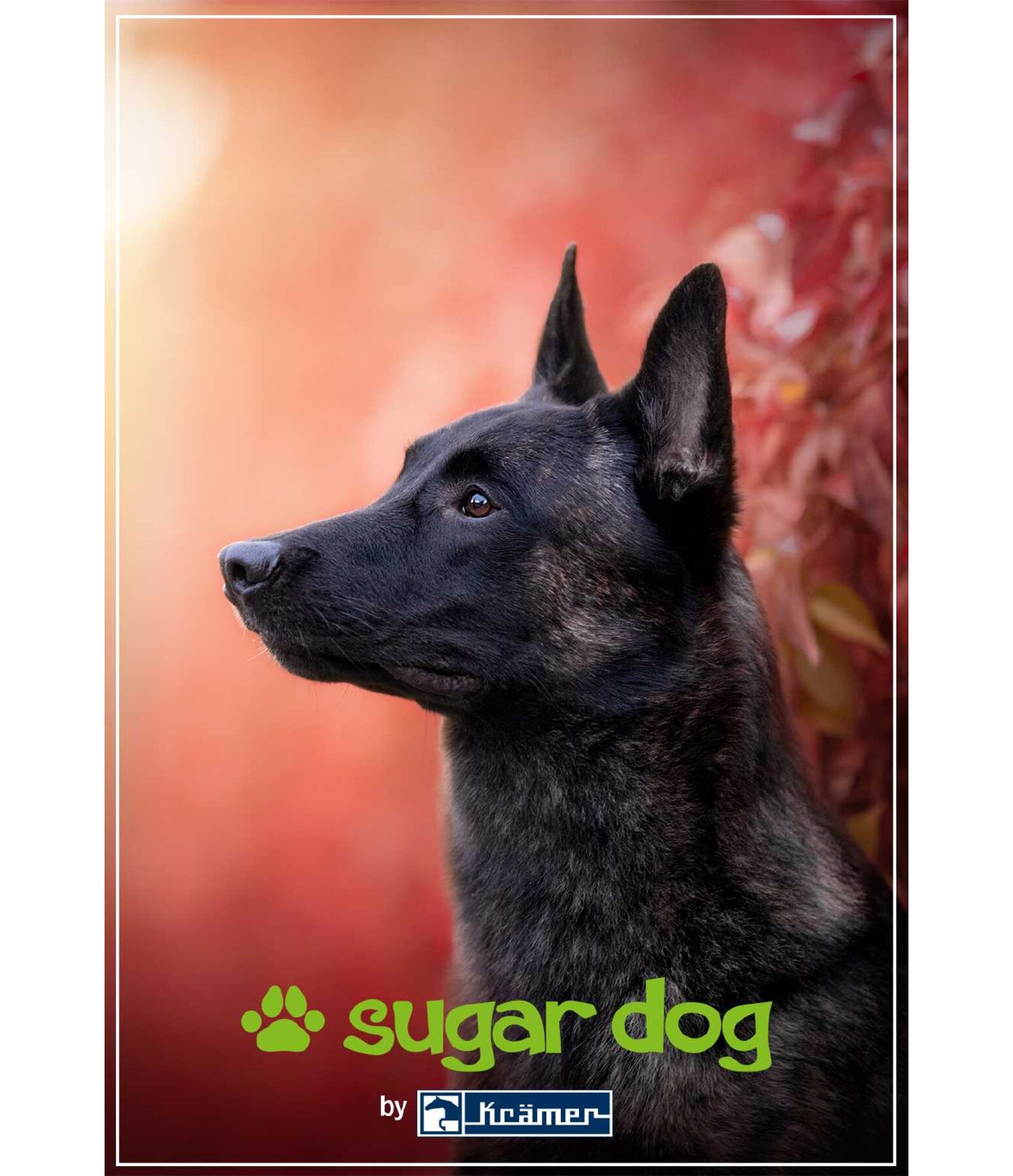  Buono regalo stampabile 