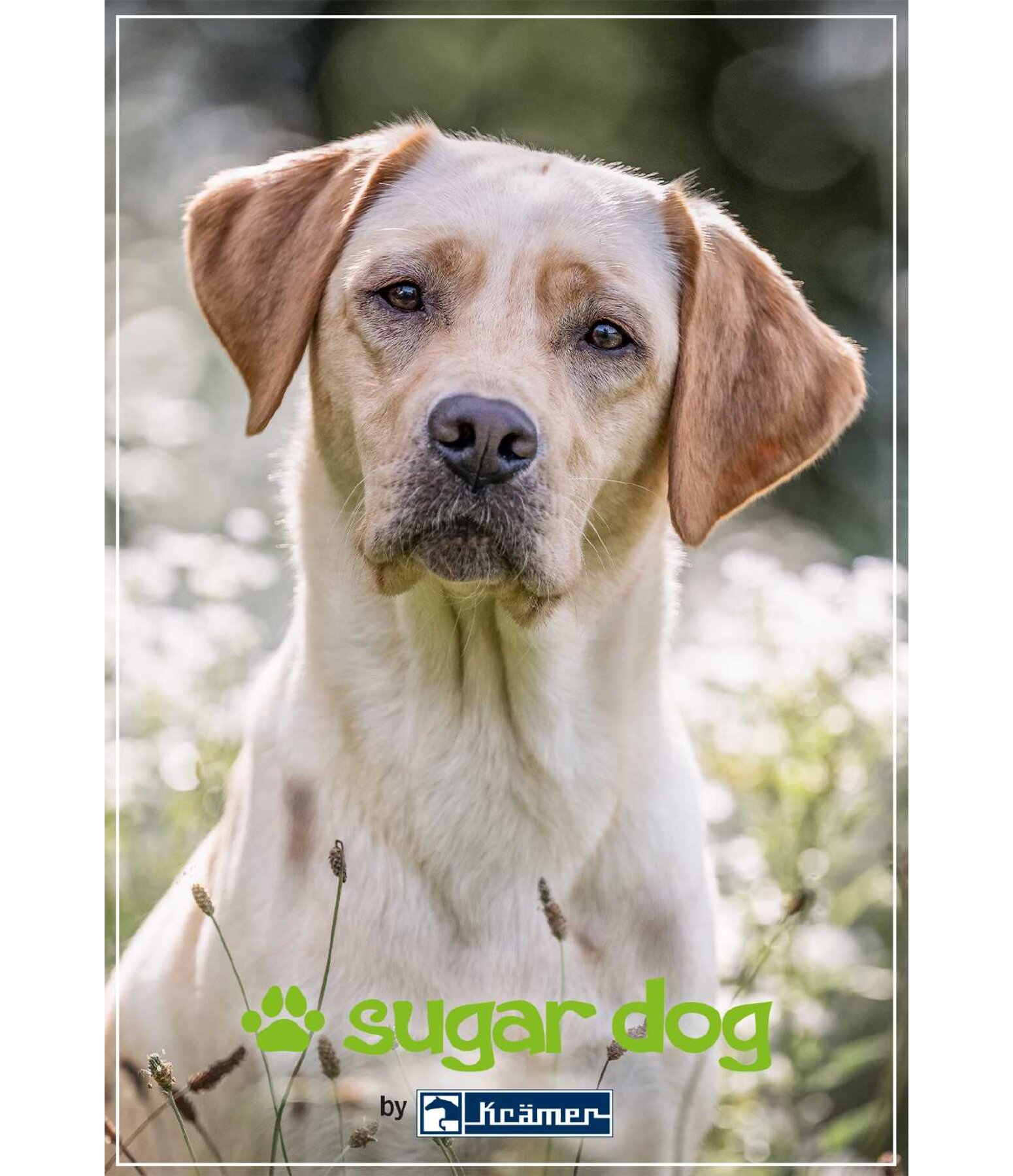  Buono regalo stampabile 