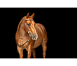 Testiera western Crystal Dream