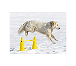 Coni agility