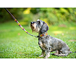 Set collare e guinzaglio in cuoio Polo Sports